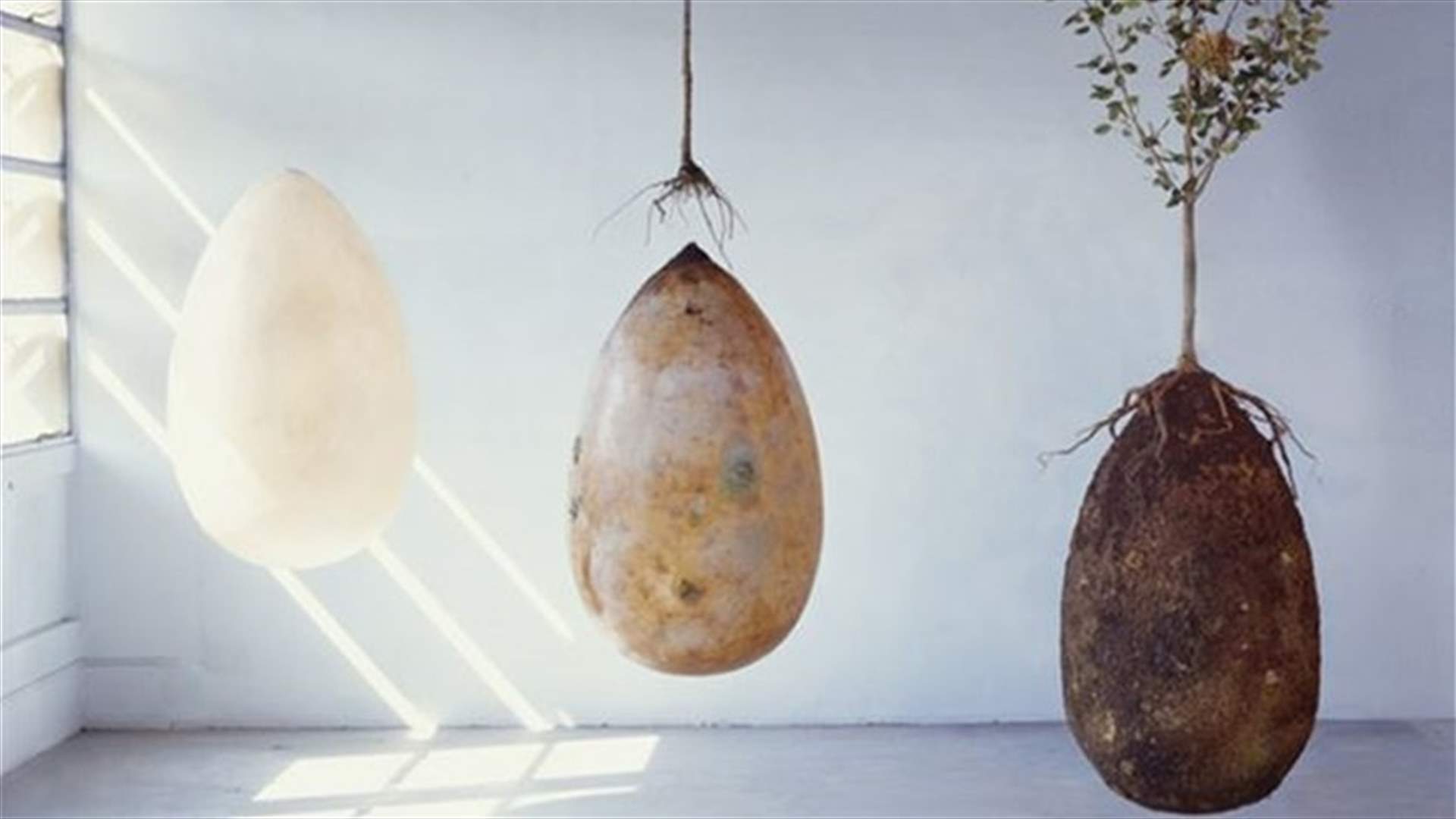 Life After Death? Eco-Friendly Designers Envision Trees From Loved Ones 