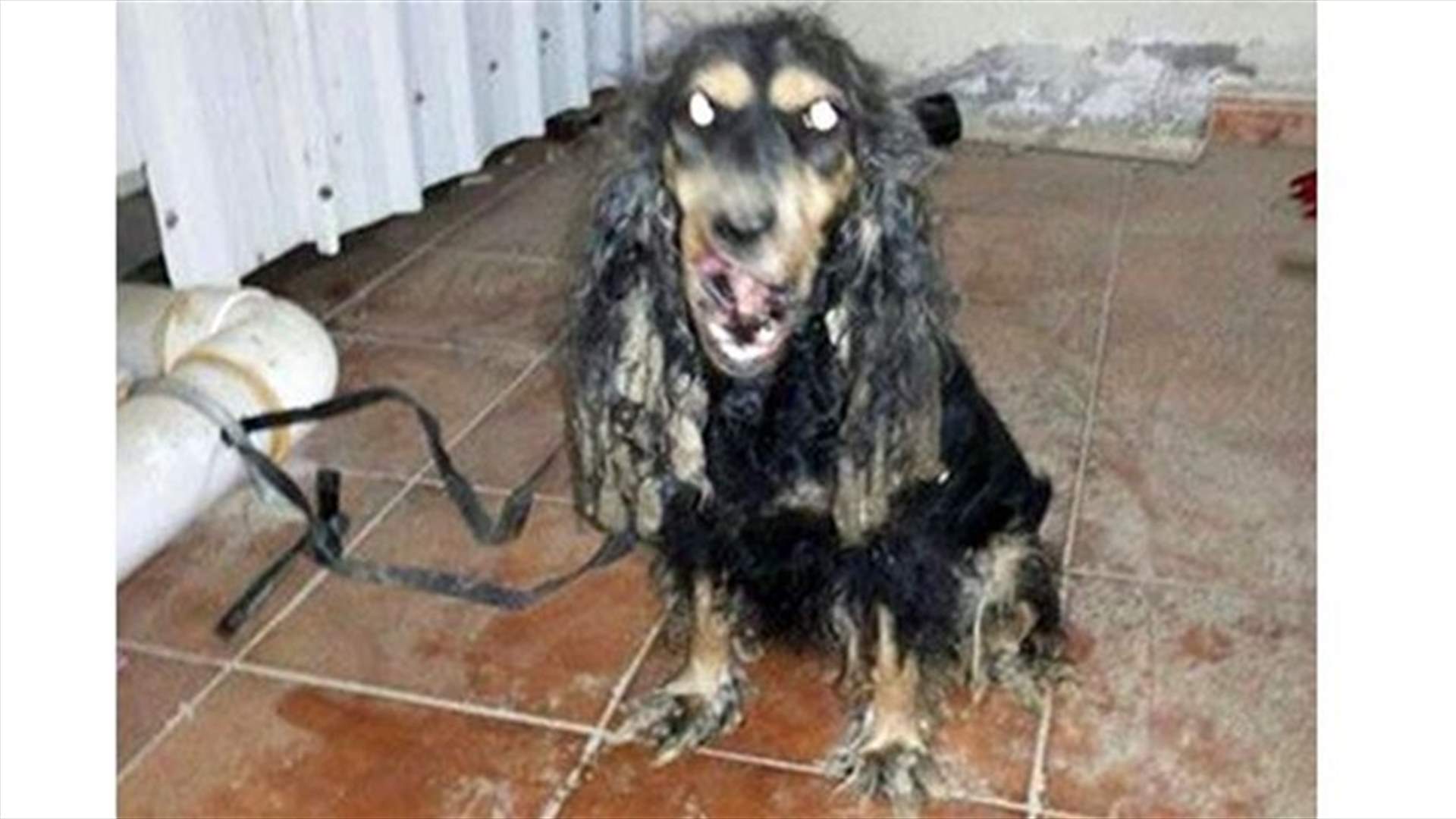 العثور على حيوان غريب رأسه يشبه رأس الكلب