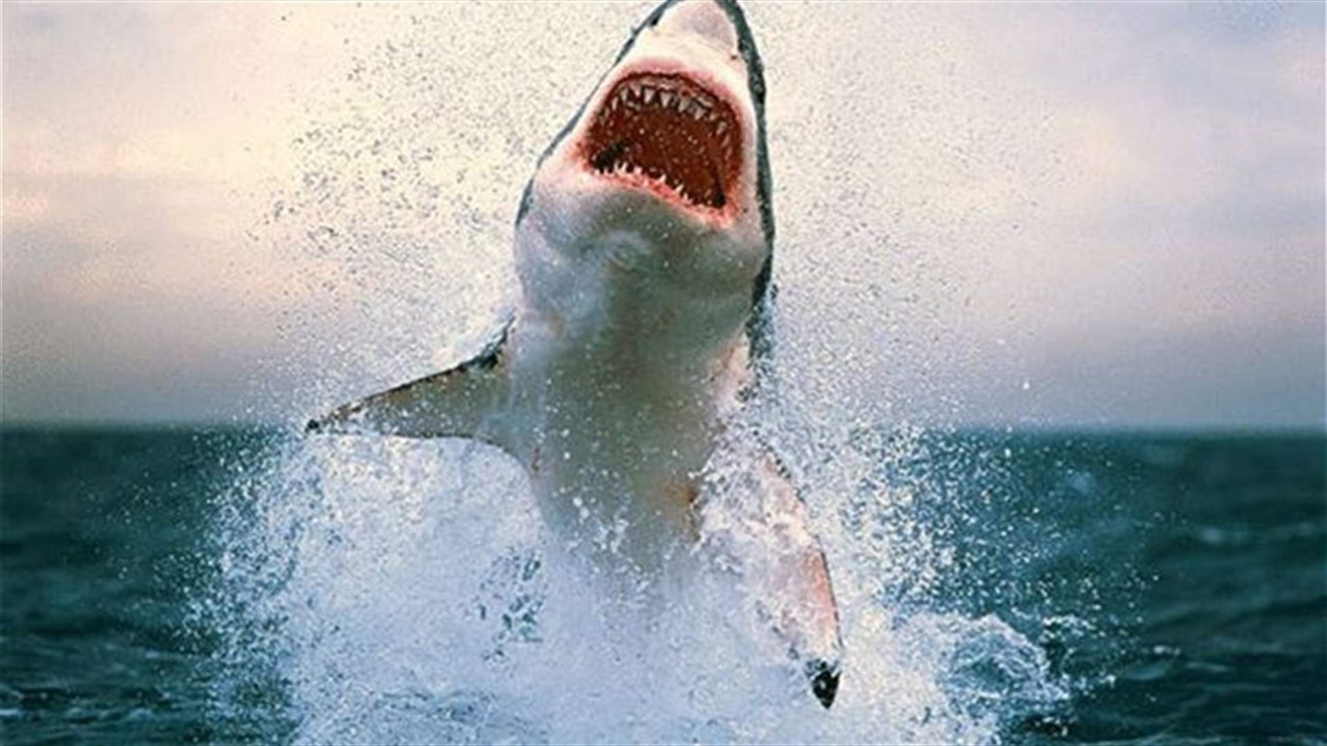 Fossil of ancient shark found by Maryland homeowner