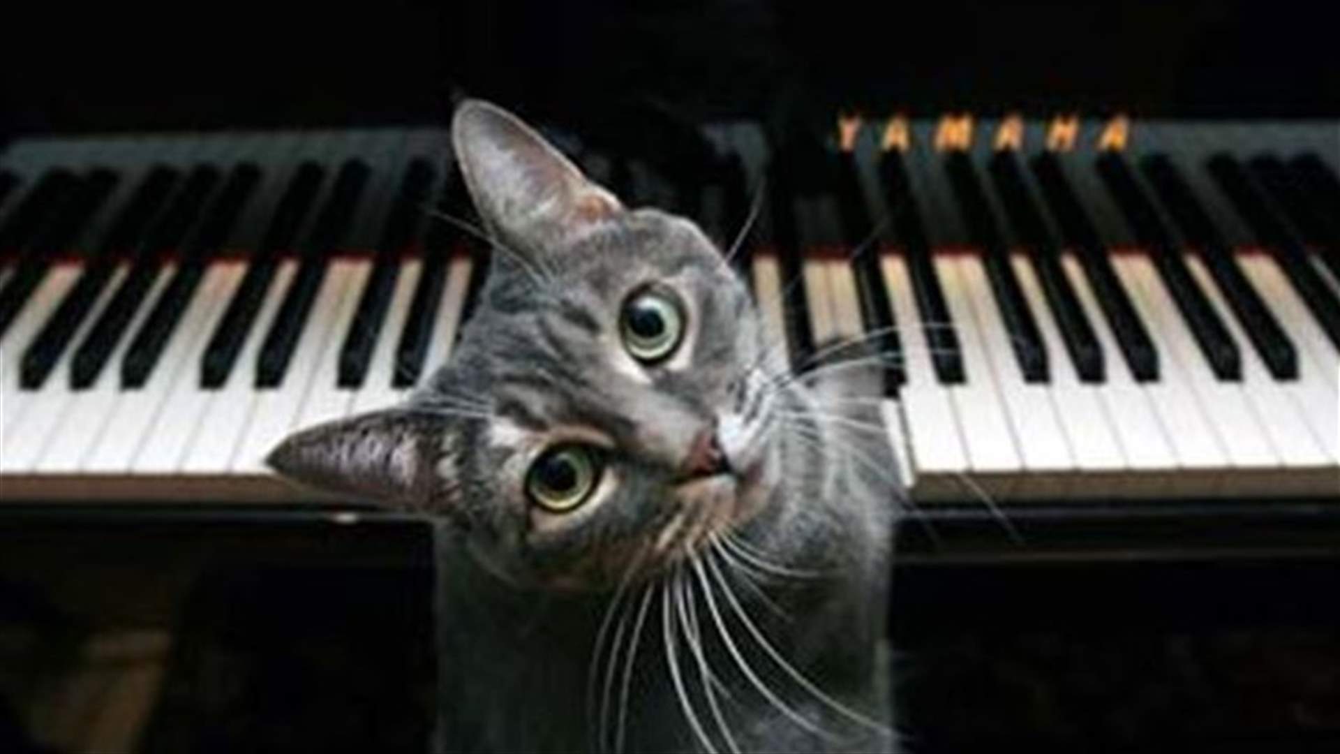 [VIDEO] Amazing Animals "Play" Musical Instruments! 
