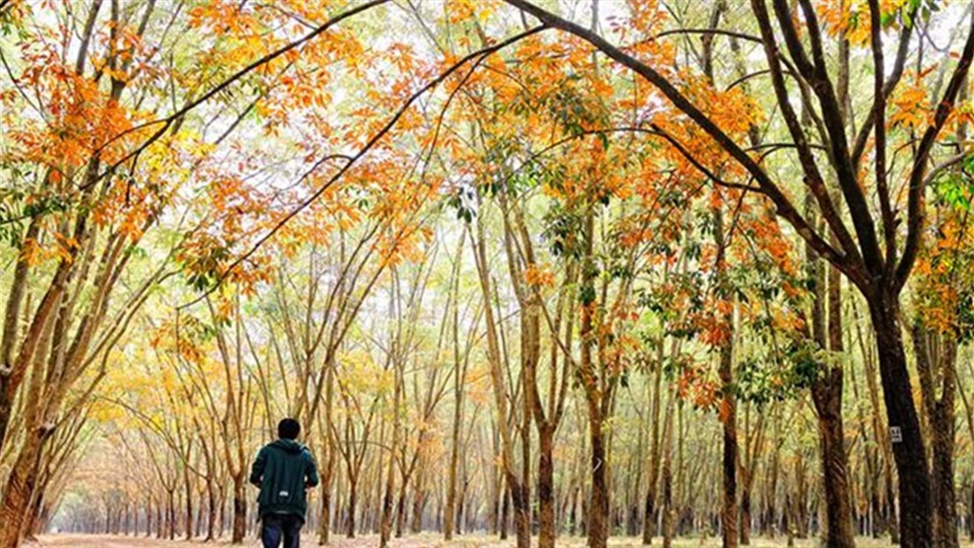 [VIDEO] Forest Bathing Found To Be Amazingly Beneficial To Your Health