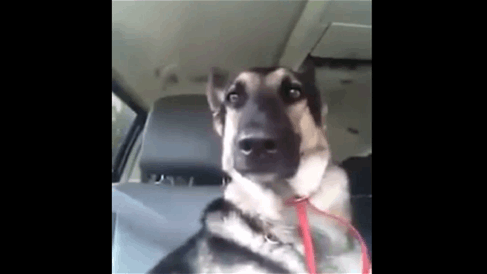 This Dog And His Dancing Ears Will Make Your Day!