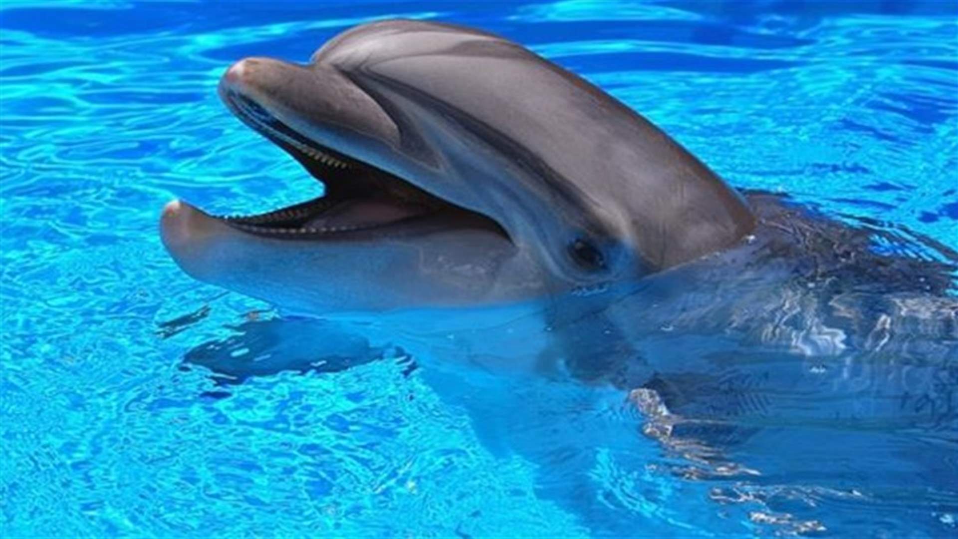 [VIDEO] Dolphin Desperately Trying To Speak English