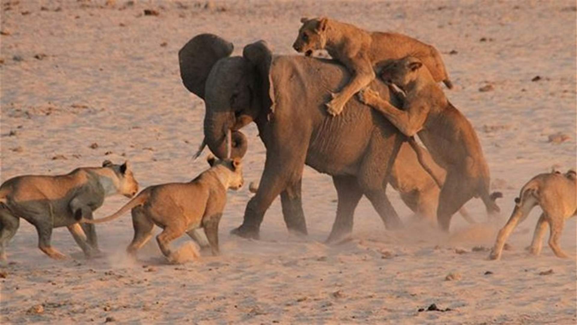 [VIDEO] Baby Elephant Battles 14 Lions... The Result Will Shock You!