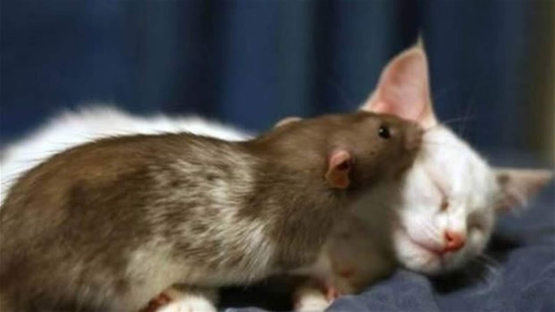 [PHOTOS] A Cat And Mouse Love Story