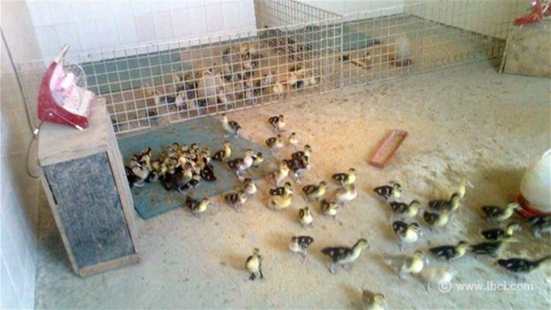 Bird flu on British farm may be linked to Dutch, German cases