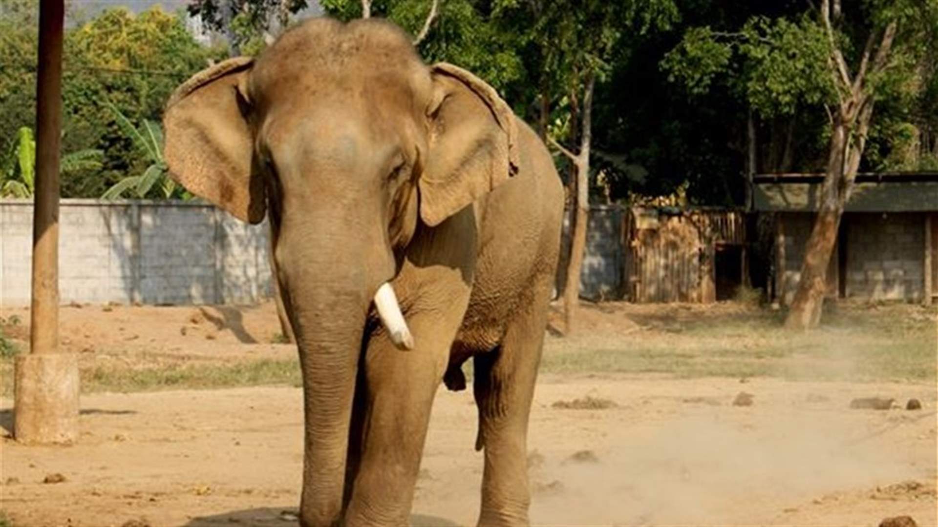 Thai Elephant Tramples Man, Runs Off With Tourists