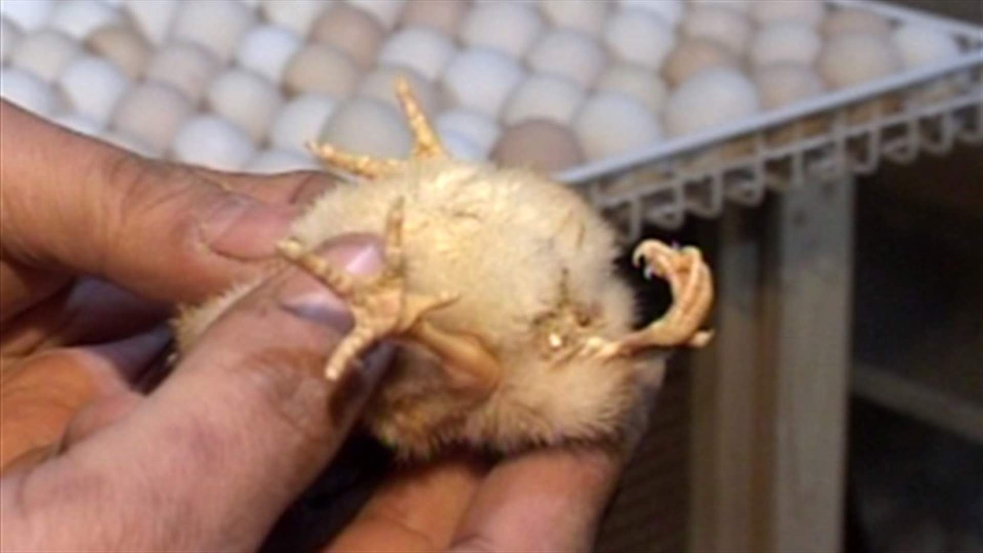 صوص بأربعة قوائم في زحلة