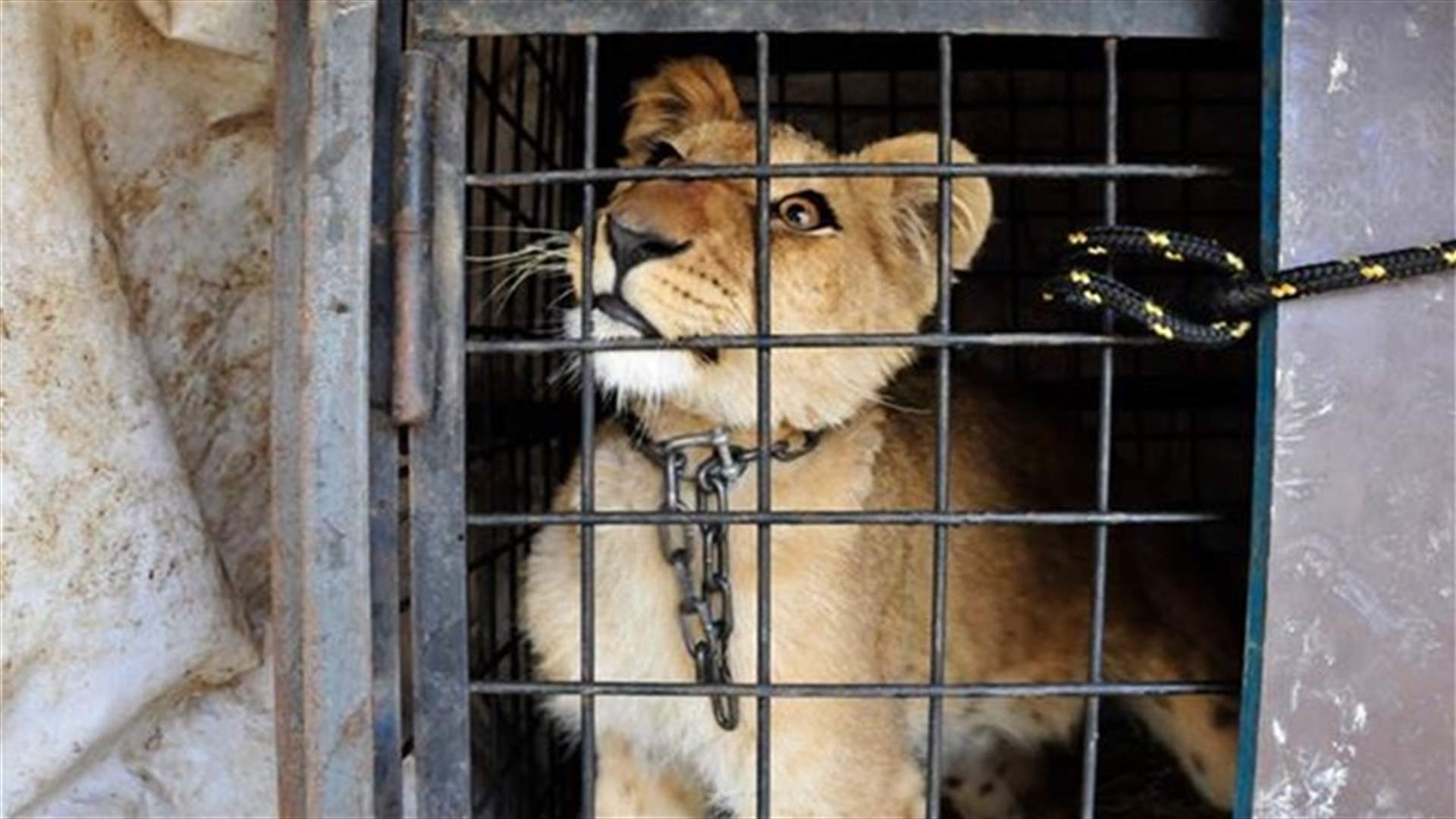 الحياة السرية لحيوانات السيرك
