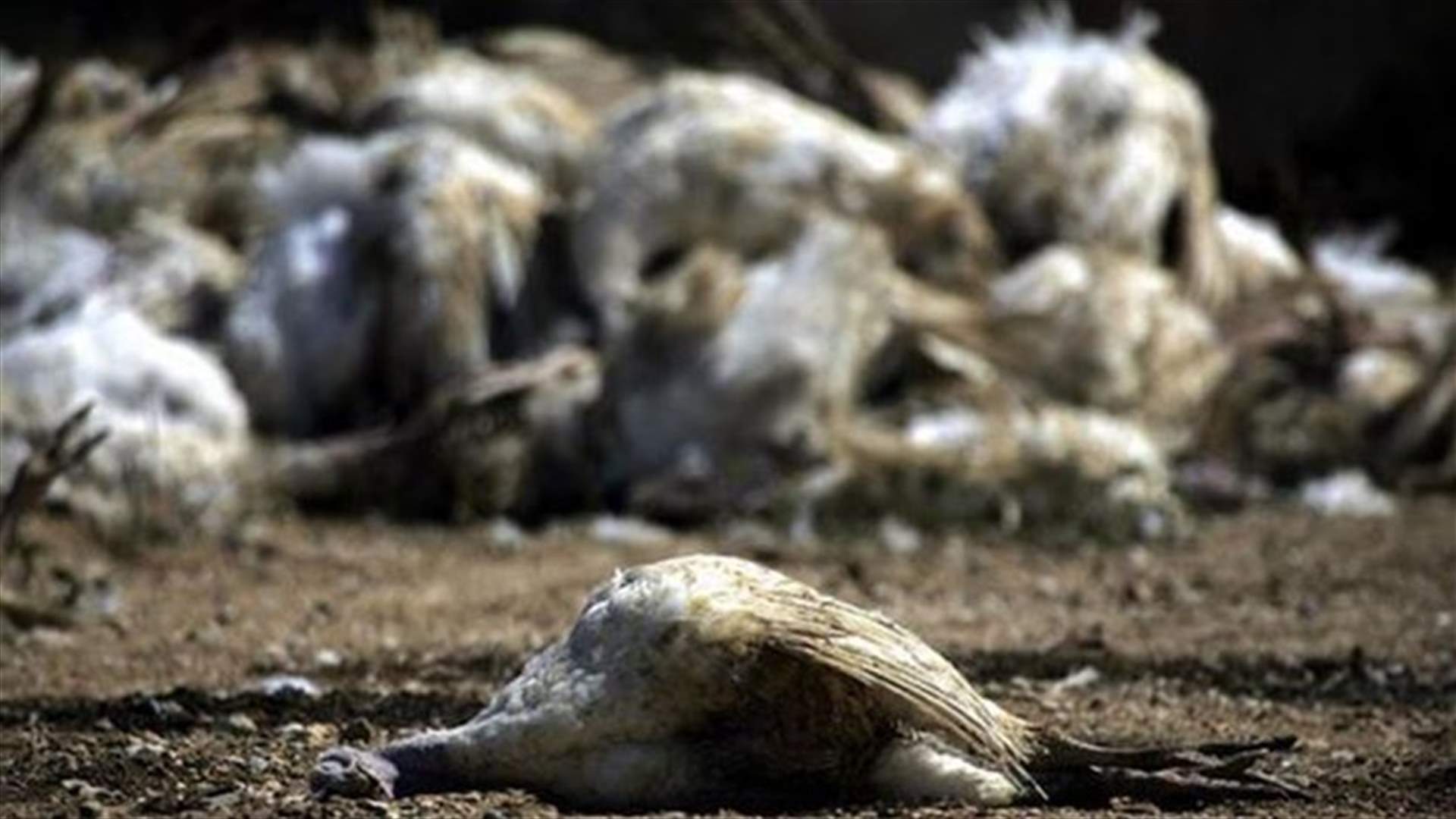 Dutch poultry industry hit by new bird flu outbreak