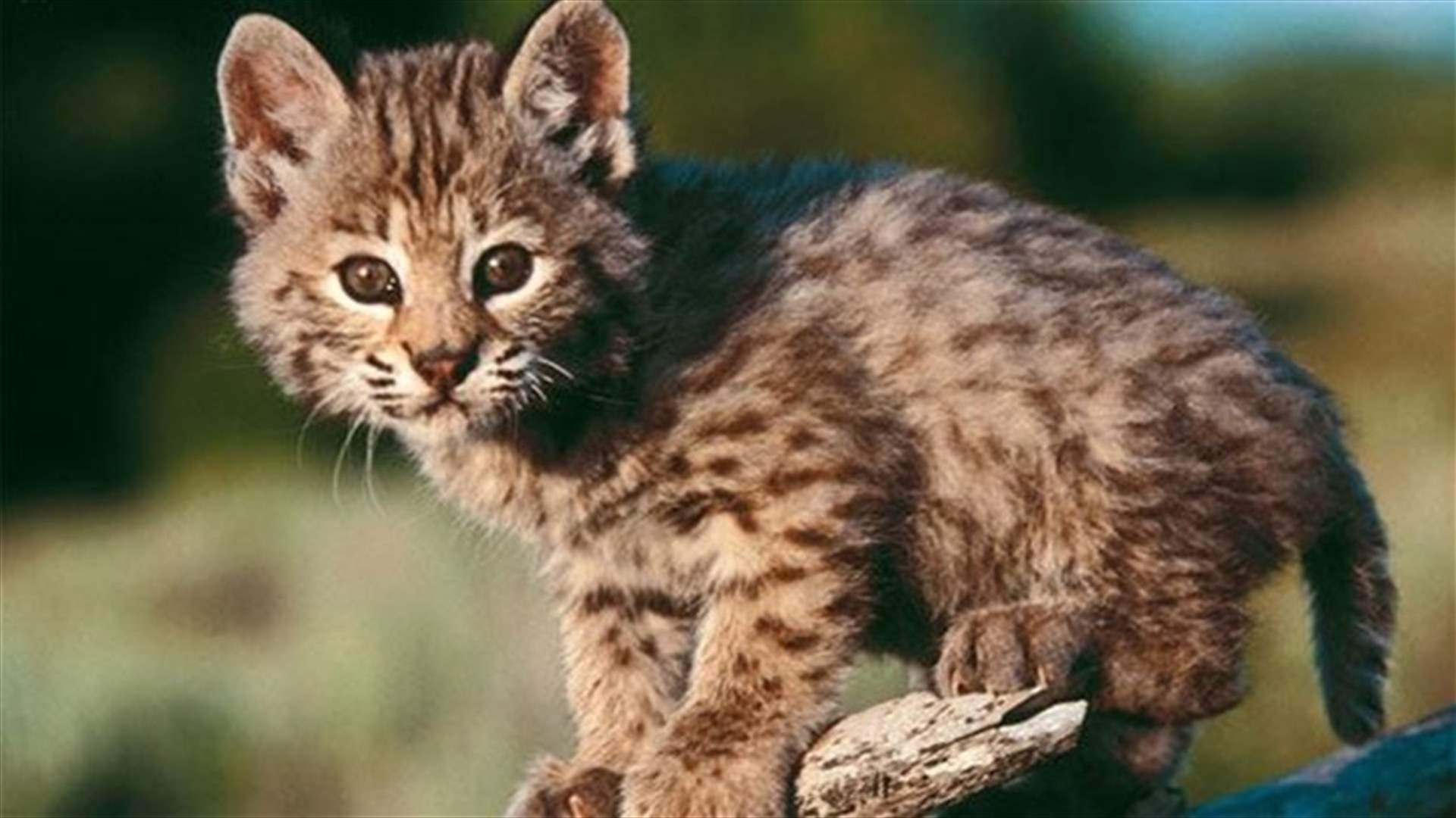 النمر الذي أرعب زوار ديزني ...مجرد قط