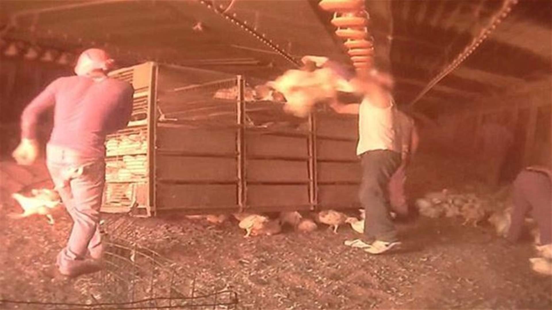 [VIDEO] Undercover Footage Reveals Horrifying Chicken Handling In Slaughterhouse