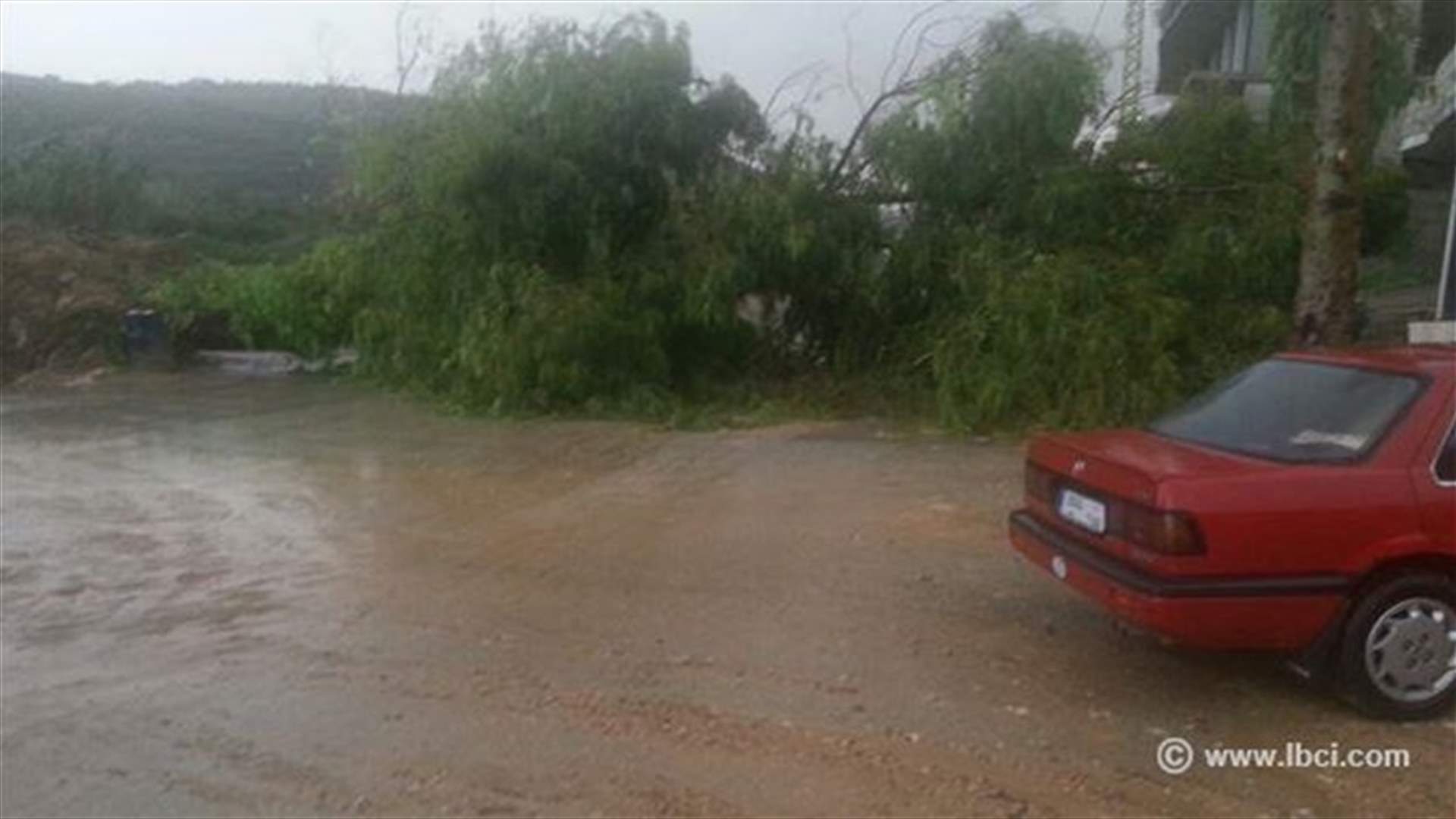 اقتلاع شجرة كبيرة في حلبا جراء الرياح ليلا