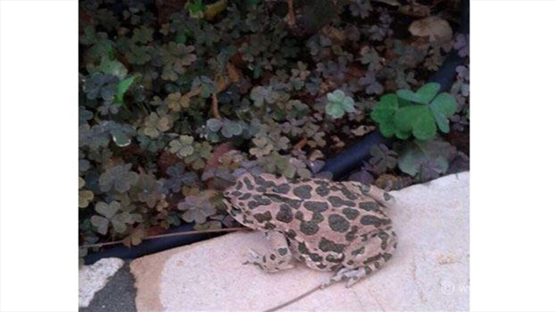 ضفدع يحتفل بعيد الاستقلال على طريقته