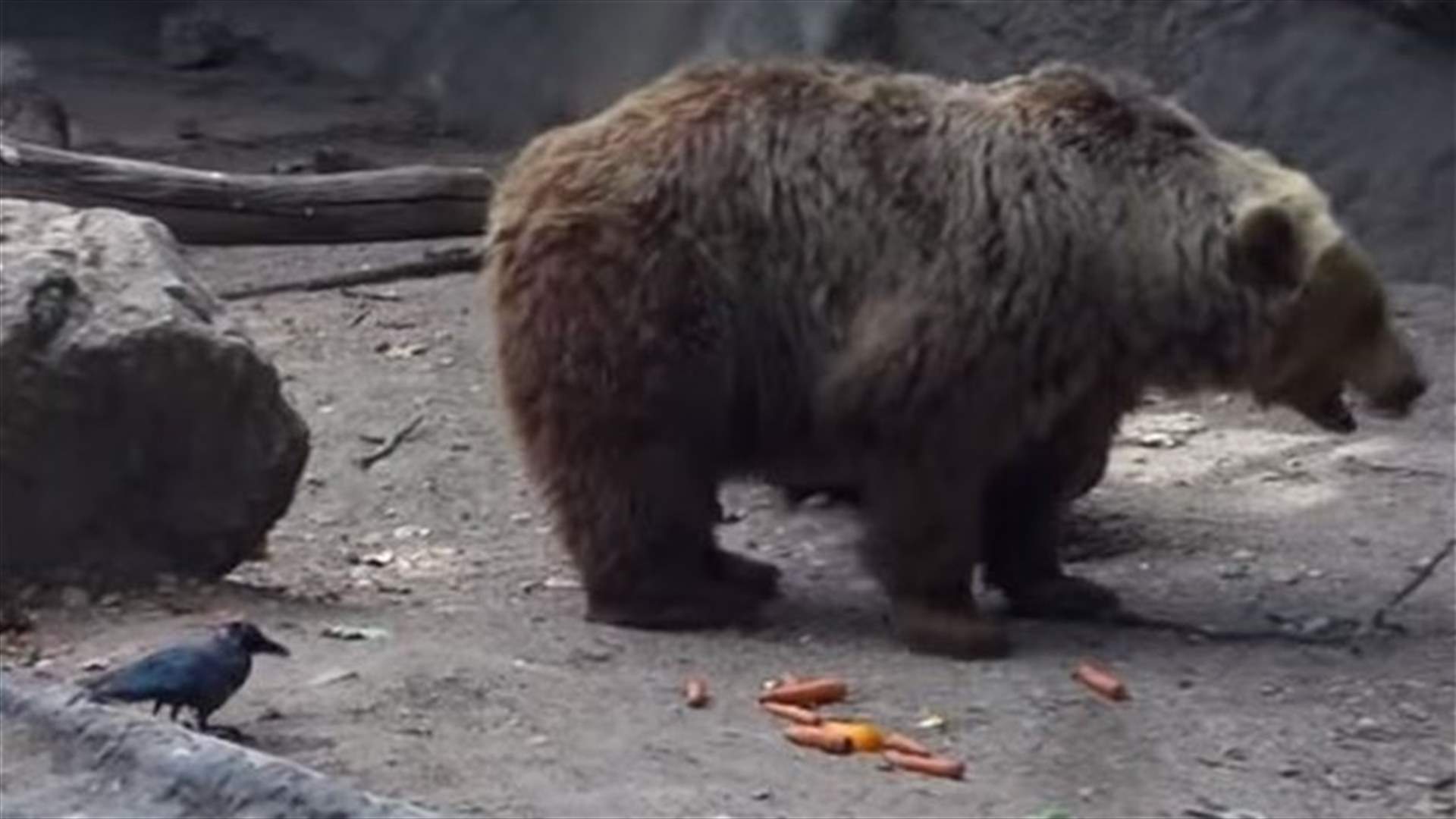 [VIDEO] Bear Rescues Drowning Crow: When Animals Display Compassion