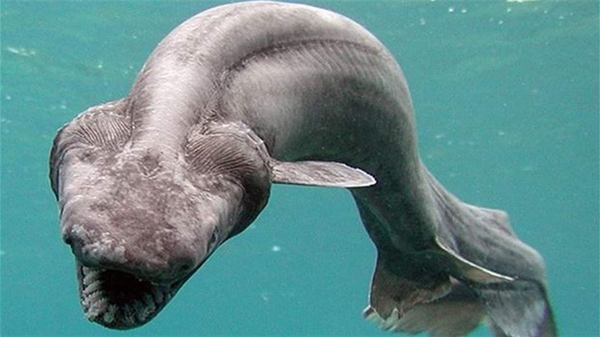 Sea Monsters Right Out Of Your Nightmares