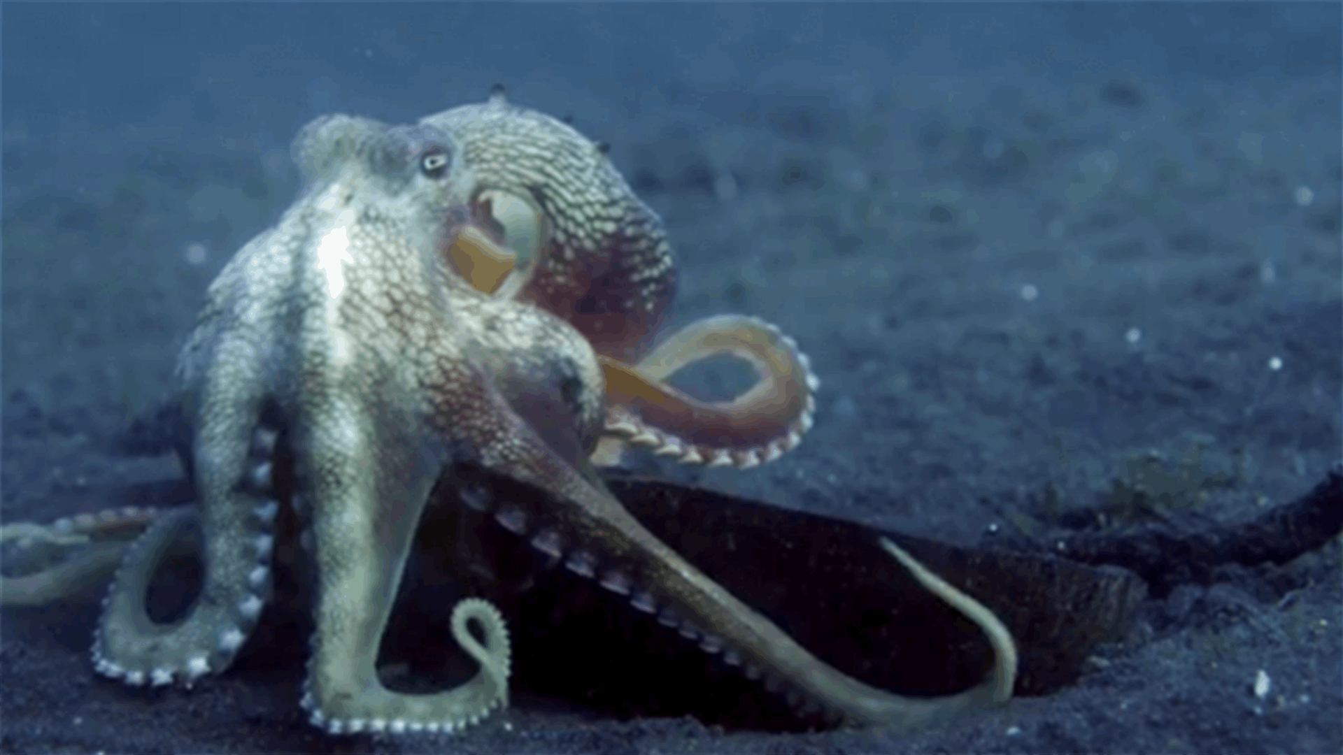 This Octopus Found Shelter In A Coconut And It's Adorable!