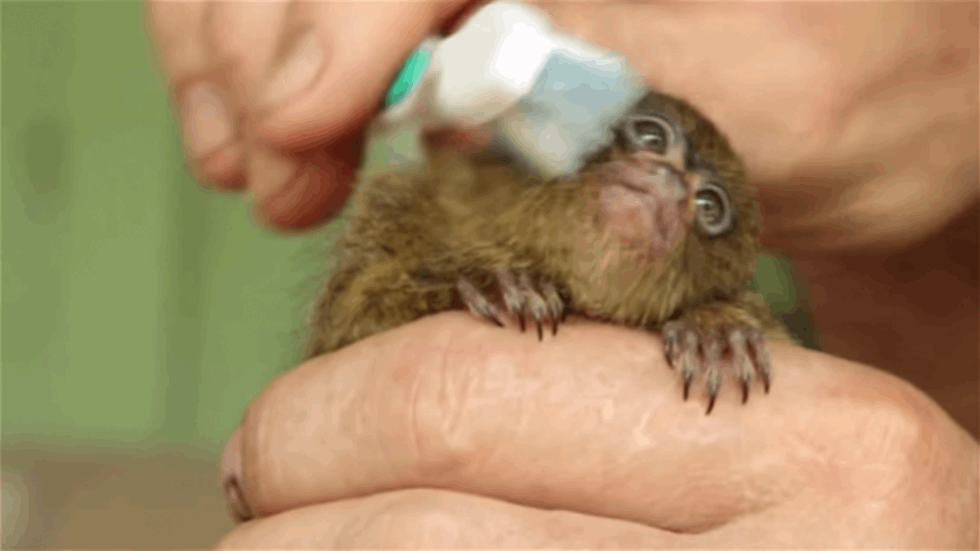 Adorable Orphan Pygmy Marmoset Loves Being Brushed With A Toothbrush!