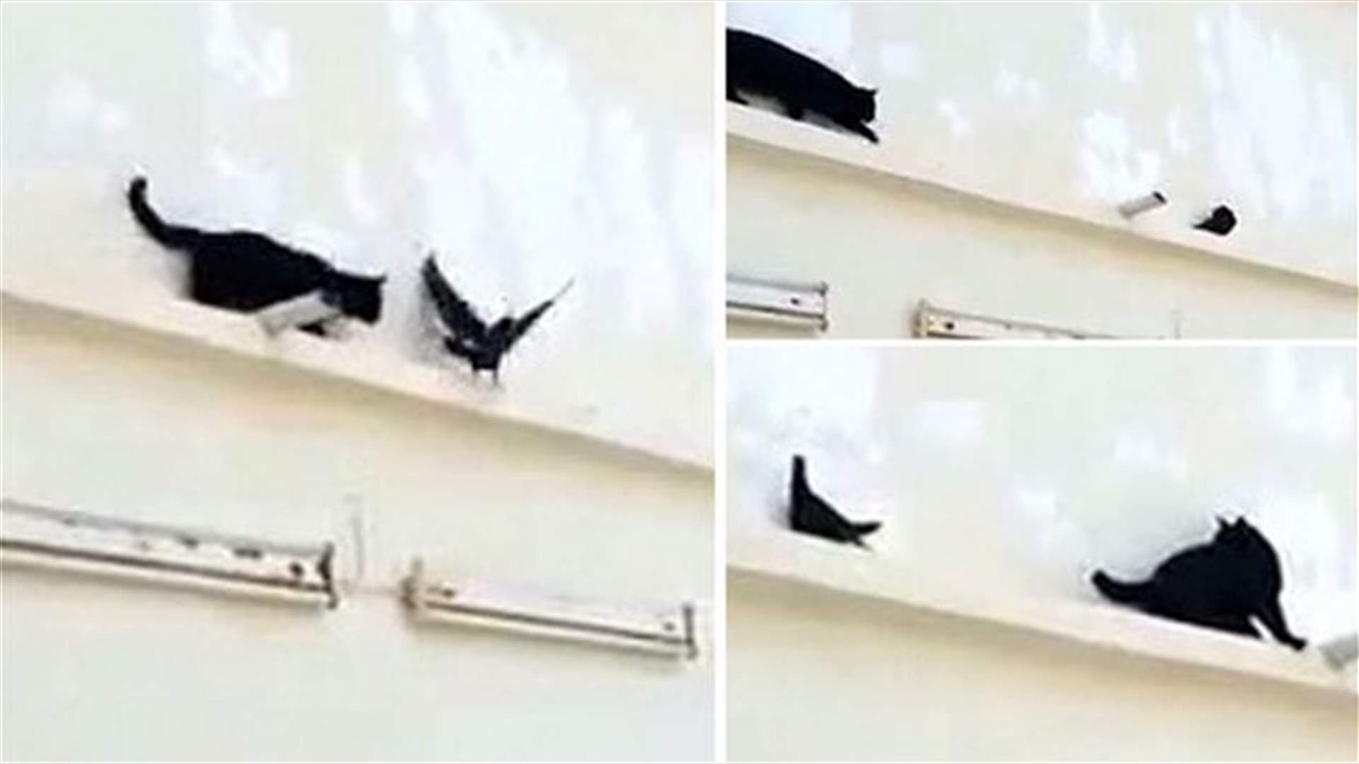 [VIDEO] When A Pigeon Outsmarts A Cat!