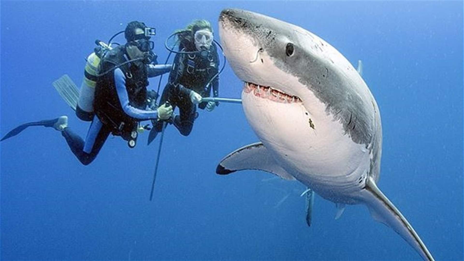 [VIDEO] Terrifying Shark Shot Up Close And Personal!