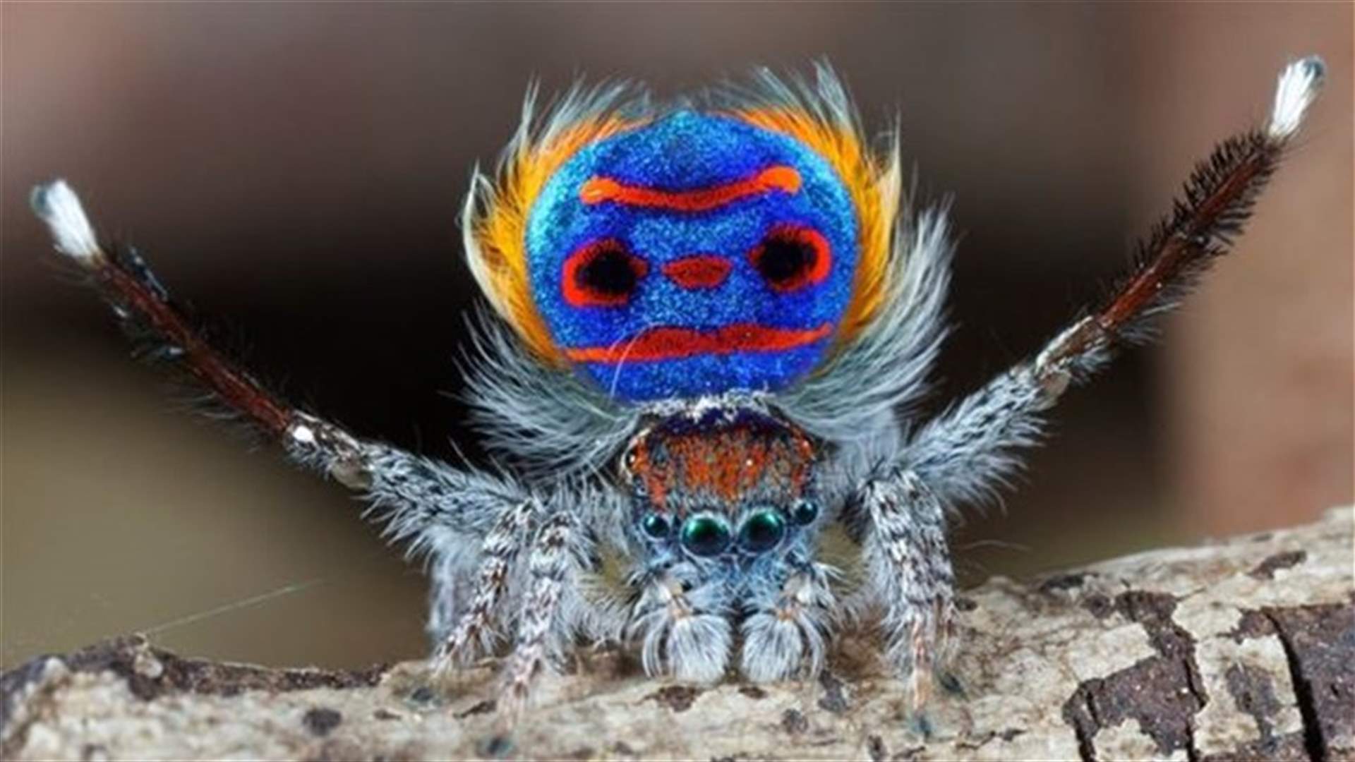 Hilarious! This Peacock Spider Got Moves!