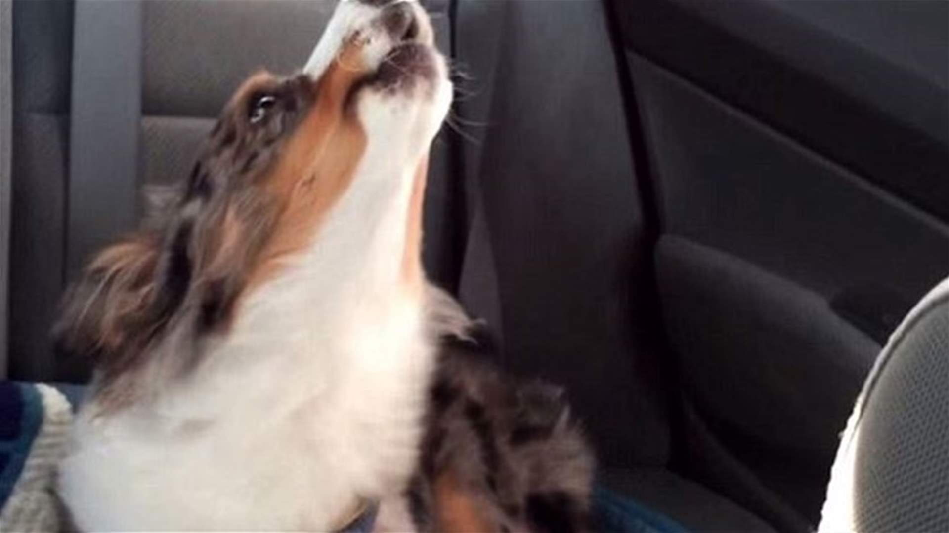 [VIDEO] Dog Sings Along To Frozen's Let It Go!