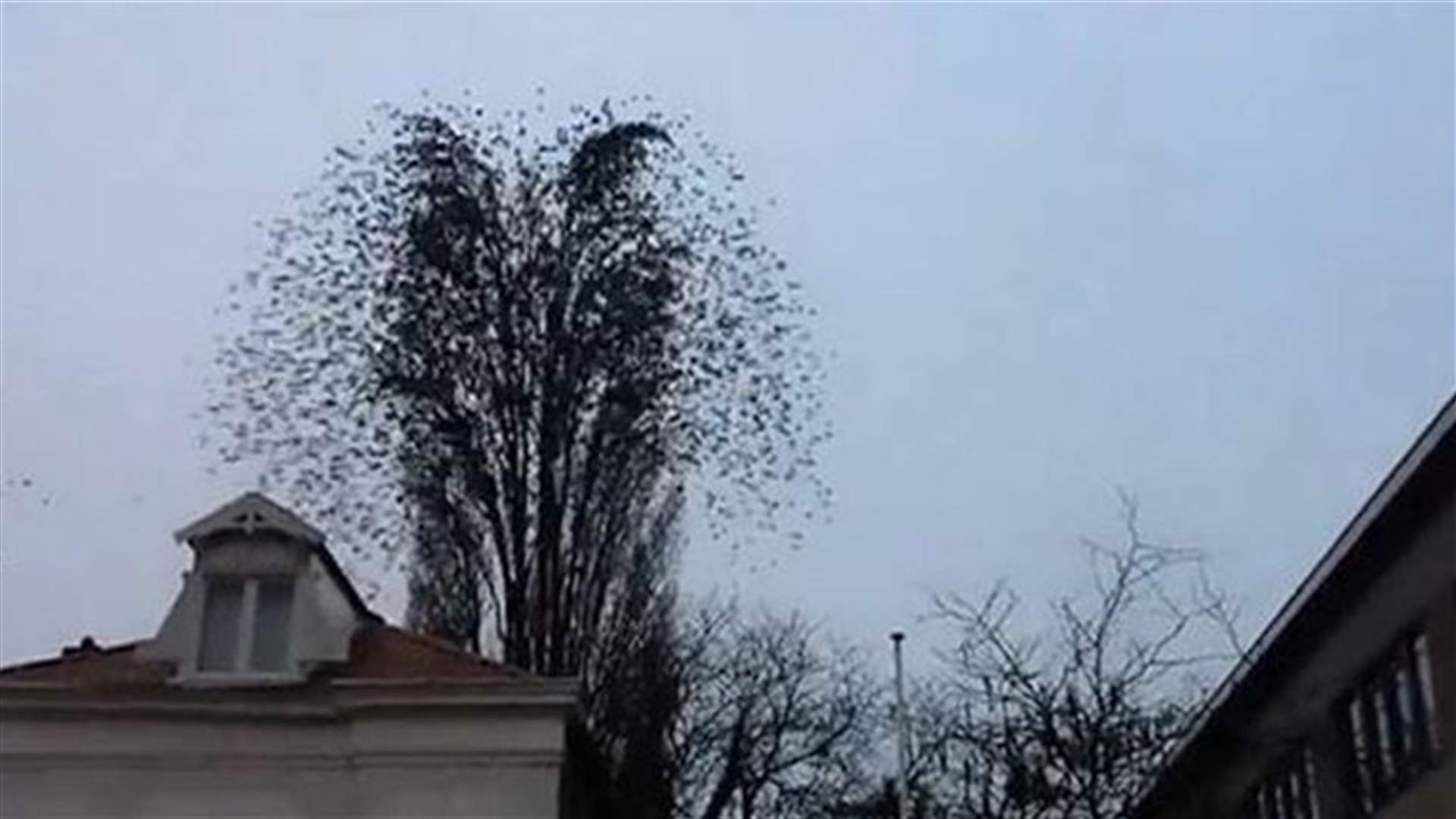 [VIDEO] Birds Shock Photographer, Tree Comes To Life! 