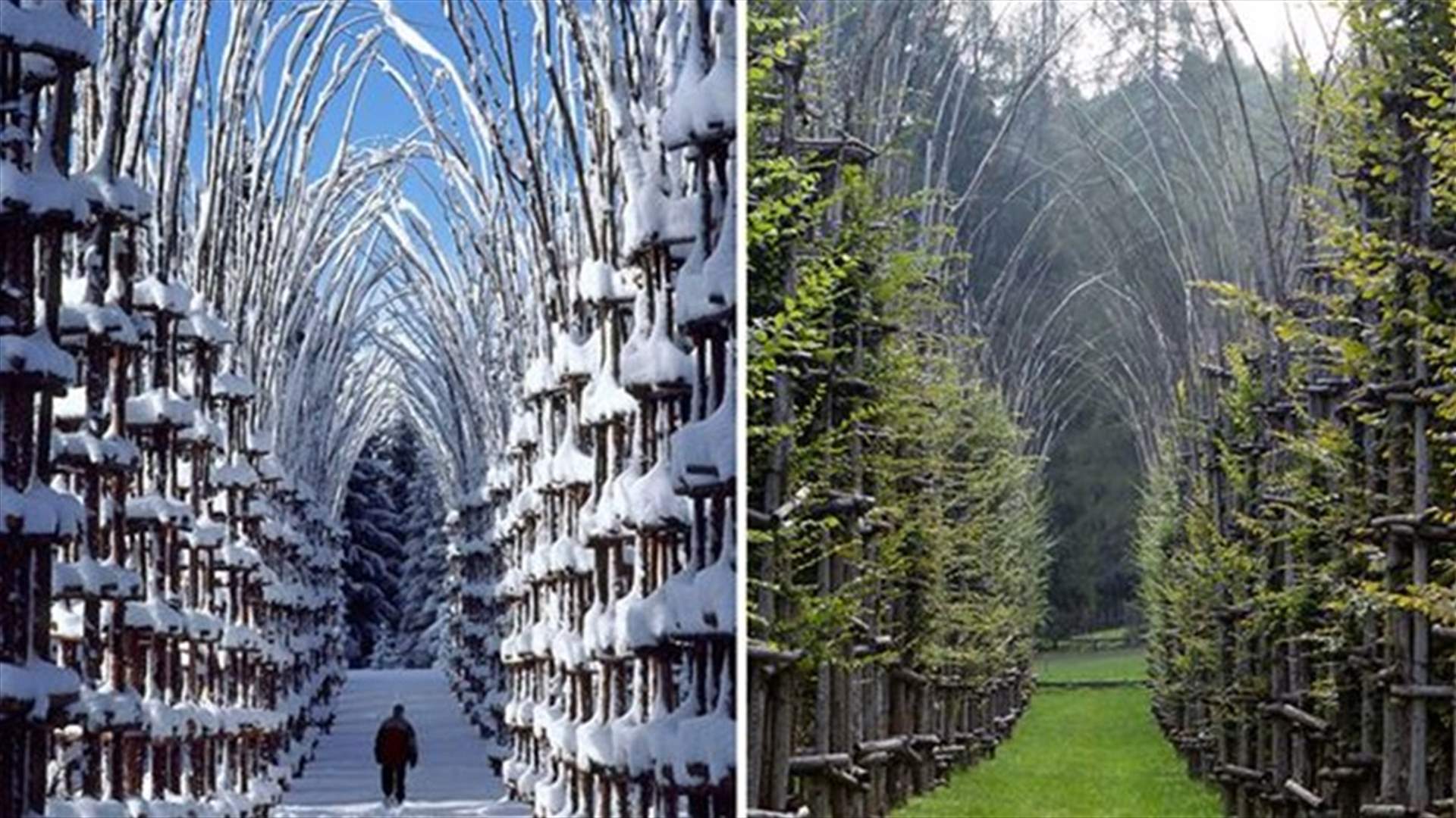 [PHOTOS] Magnificent Cathedral Made Of Living Trees