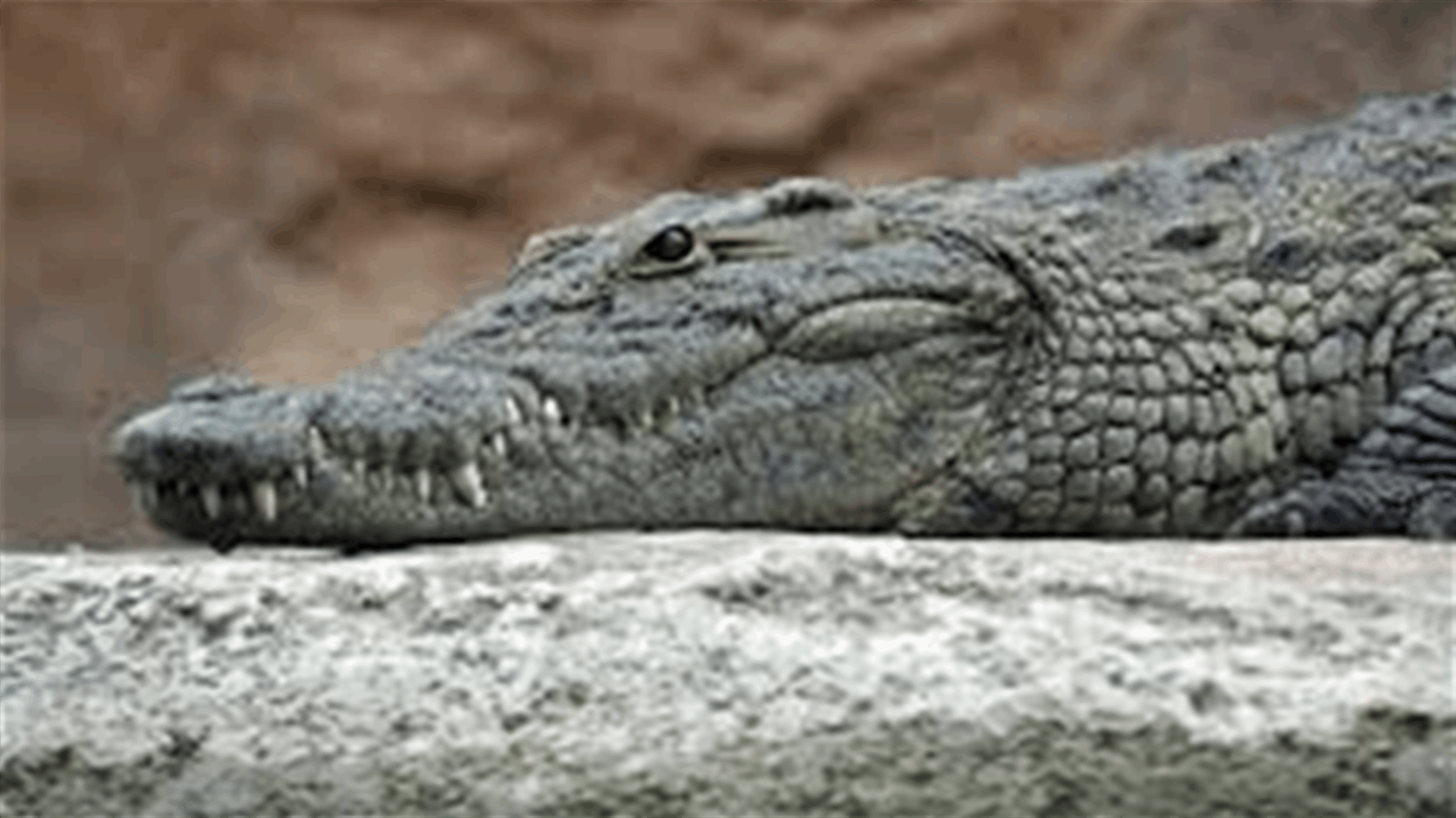 Crocodile kills golfer in South Africa's Lake Panic