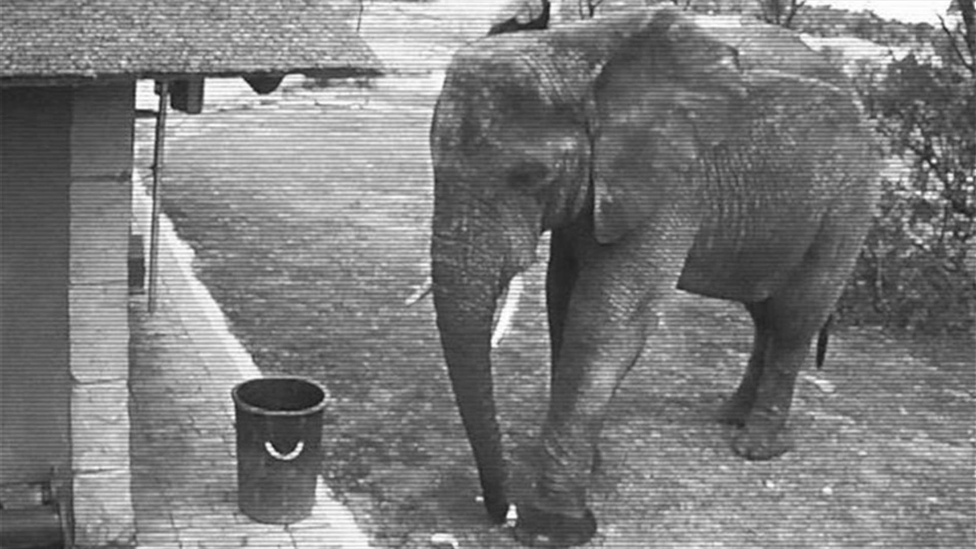 [VIDEO] Elephant Succeeds Where Humans Have Failed By Cleaning Up Trash