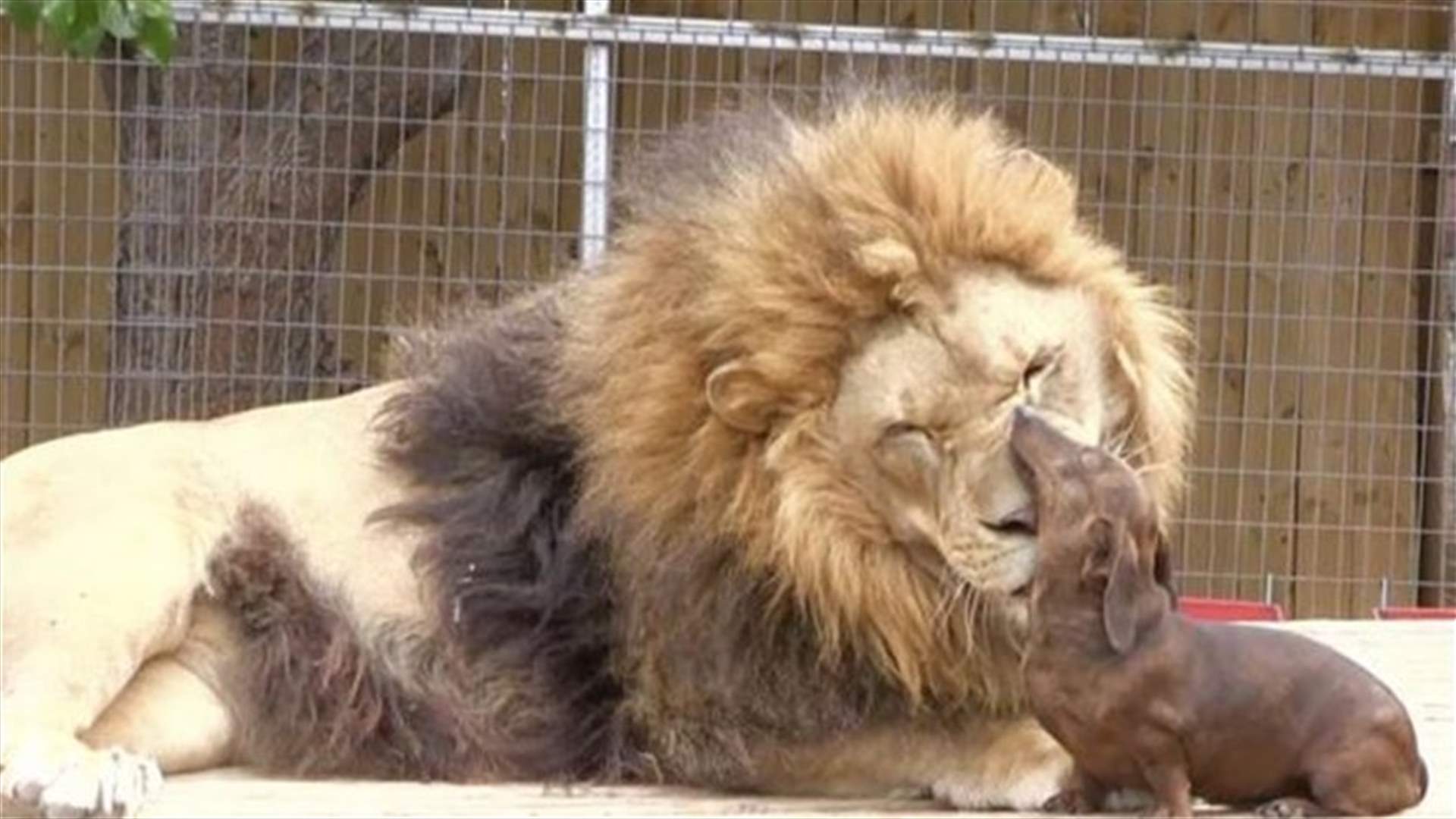[VIDEO] Lion, Sausage Dog Strike Up Unlikely Friendship!