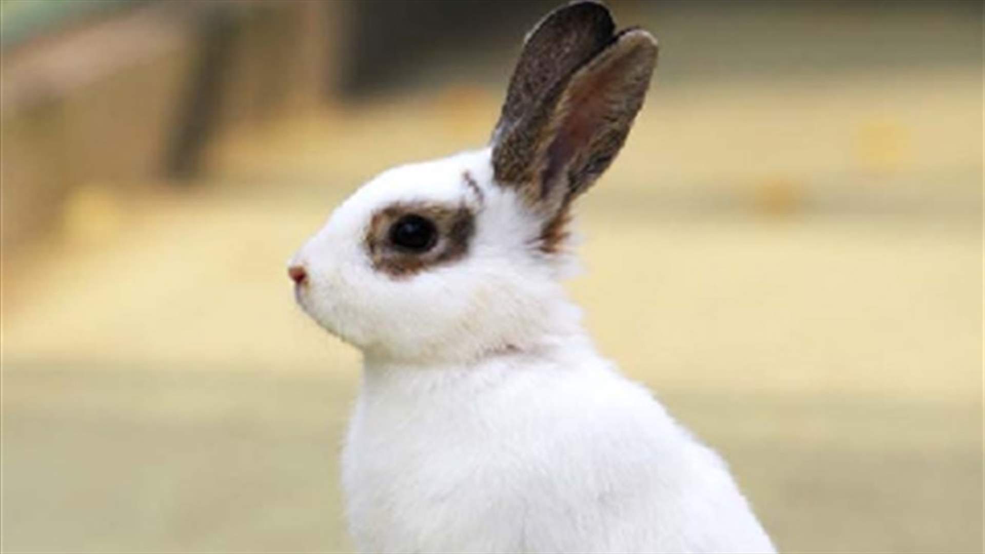 Pet rabbit believes he is a dog 