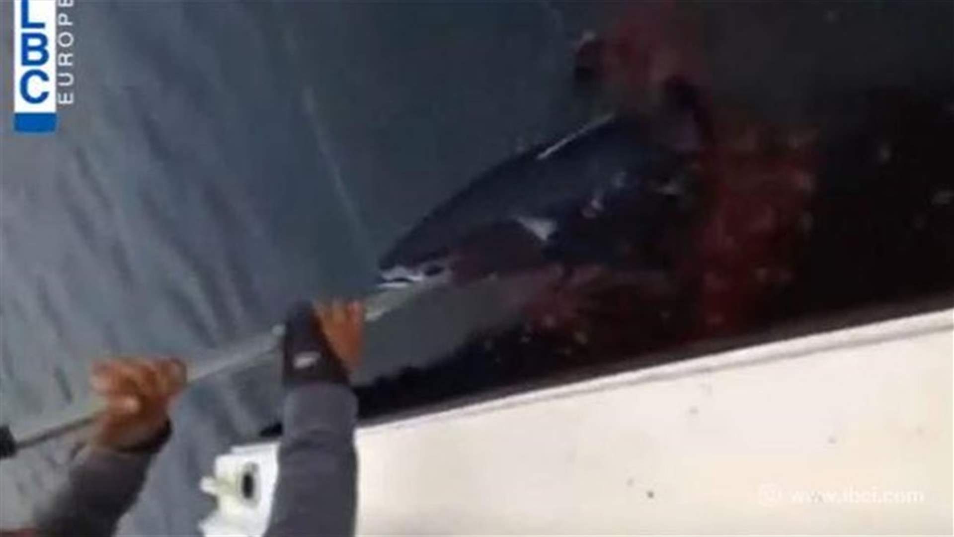 [VIDEO] Shark spotted kilometers off Lebanese coast
