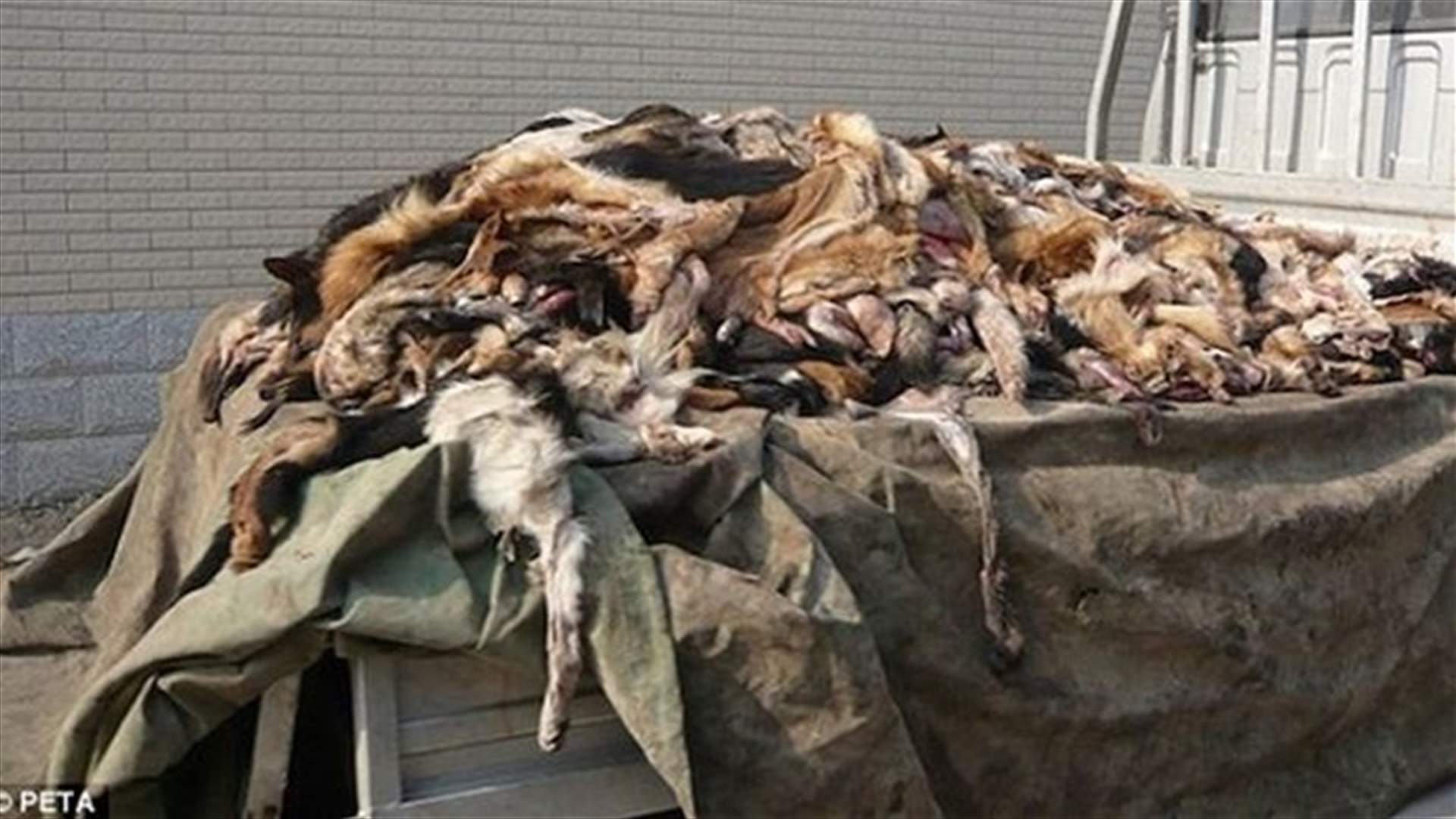 بالصور: احذروا التقليد في الصين! جلد الكلاب يُسلخ ويباع على الانترنت