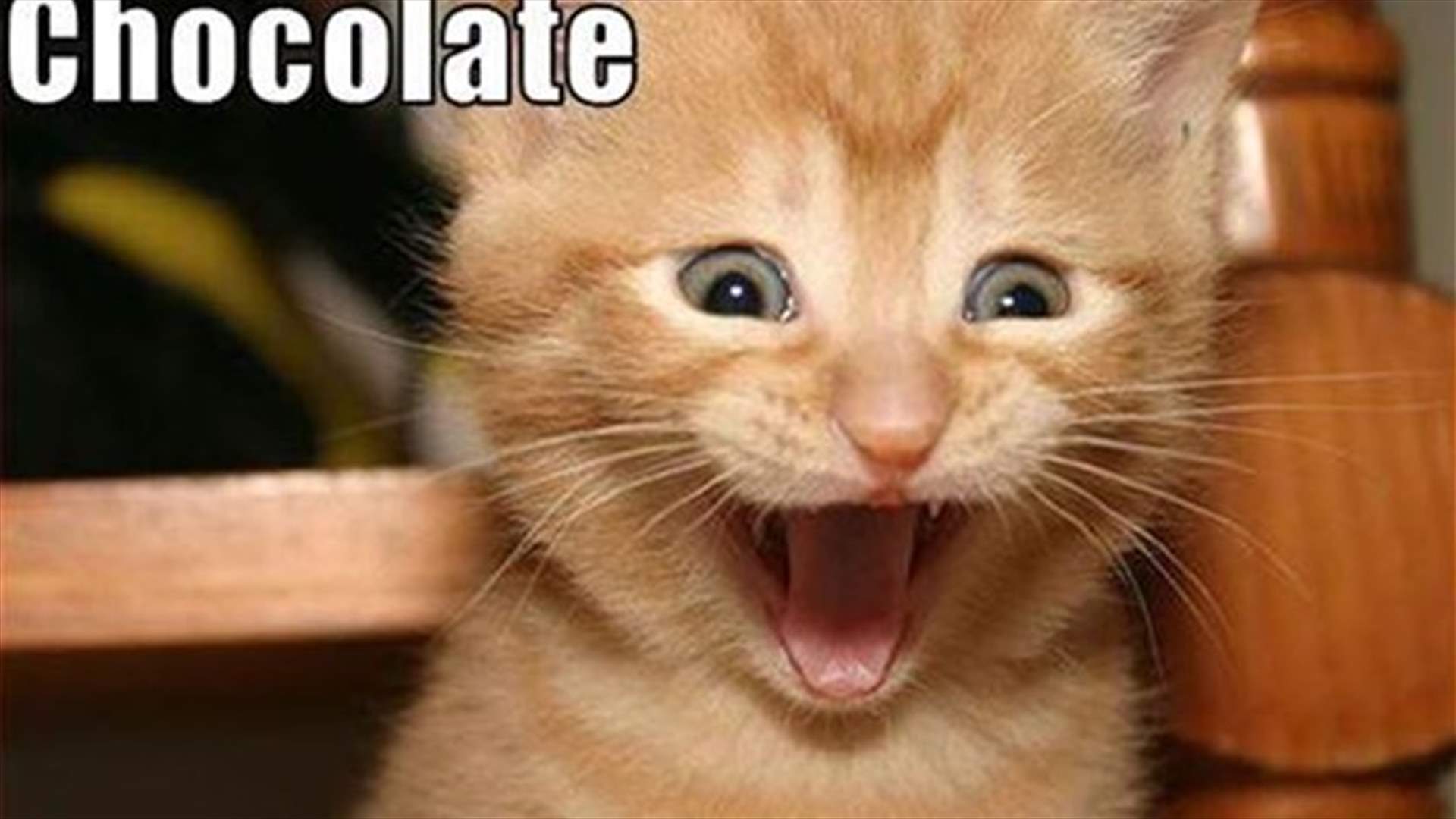 Hilarious! Cat Eats Nutella Right Out Of The Jar