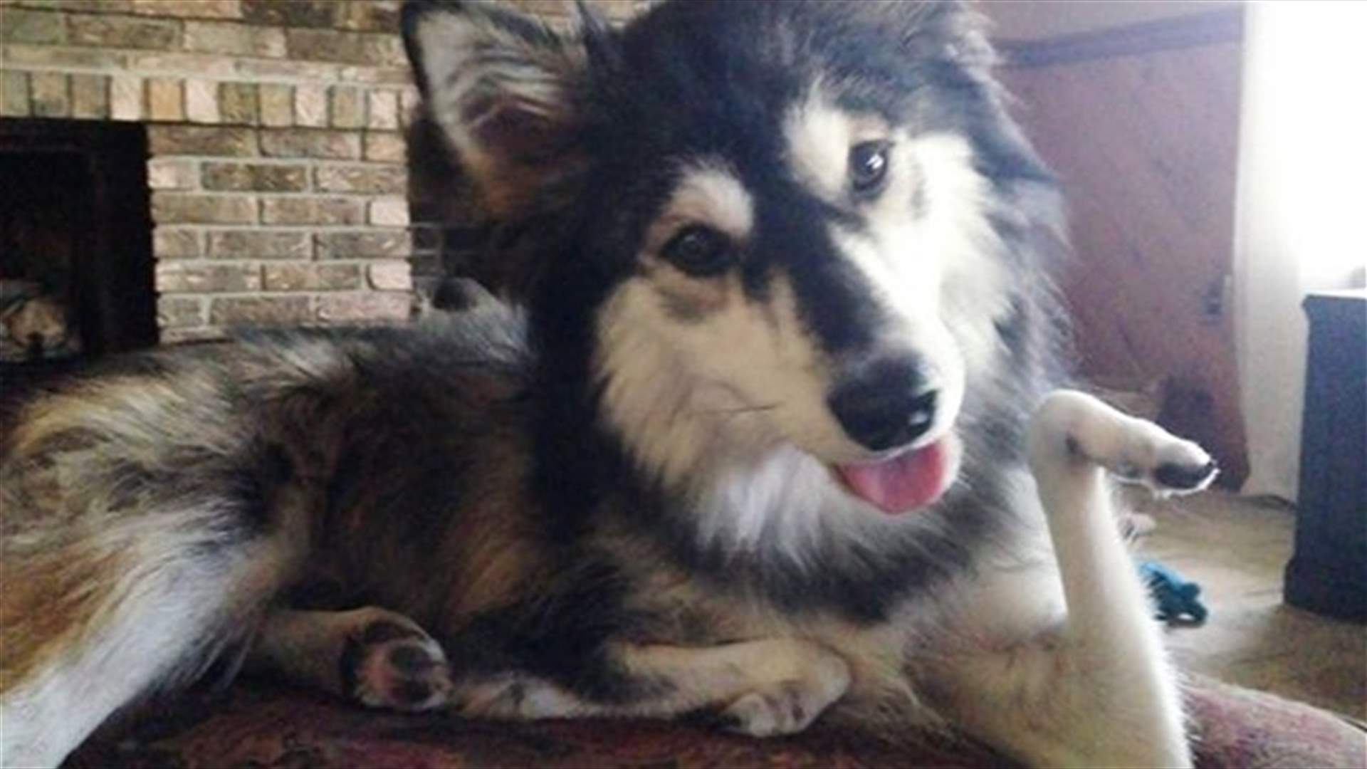 [VIDEO] 3D-Printing Technology Saves Disabled Dog's Life
