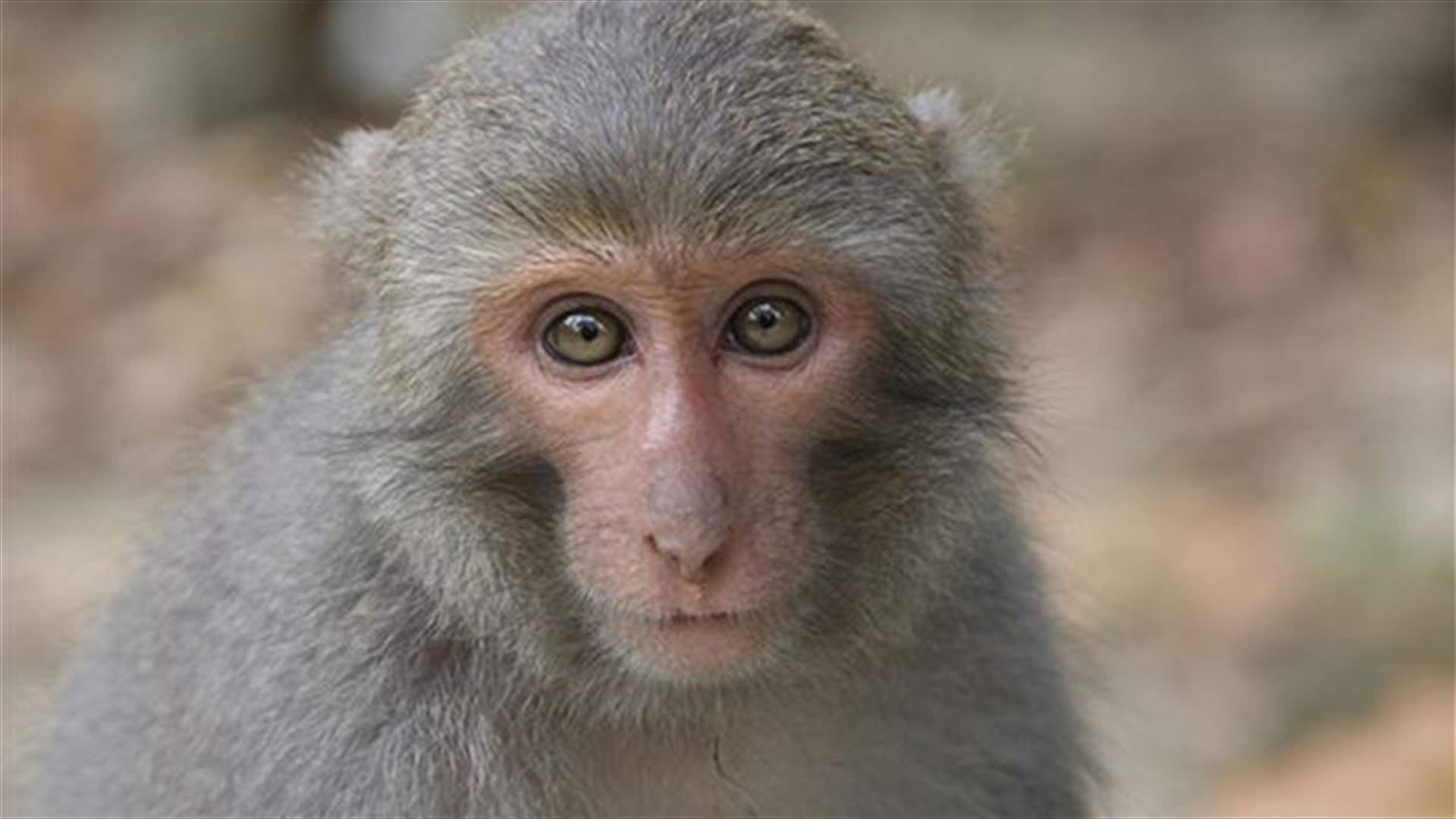 Scientists Translate Monkey Language To English
