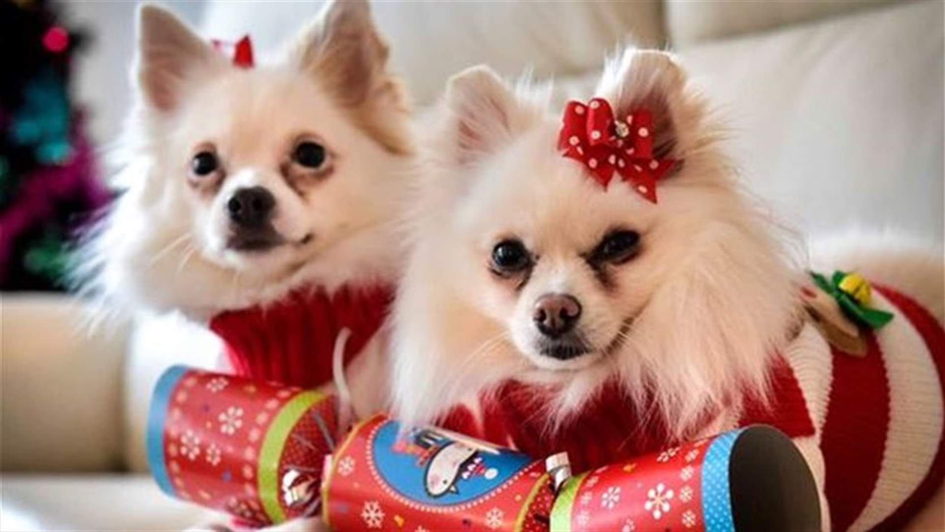 Spoiled Dogs Receive 3000$ Worth Of Gifts!