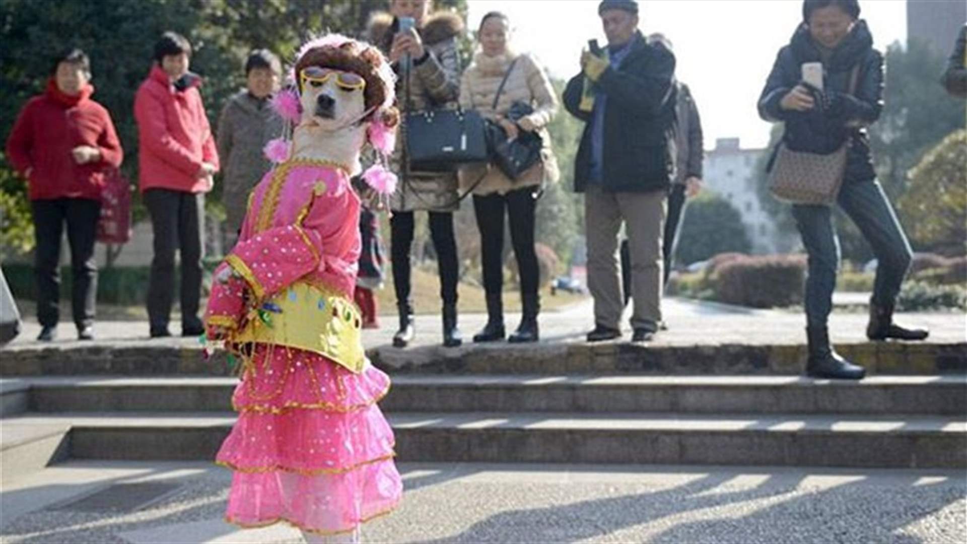 [VIDEO] Dog Dresses Up In Chic Clothing, Walks On Hind Legs To Market