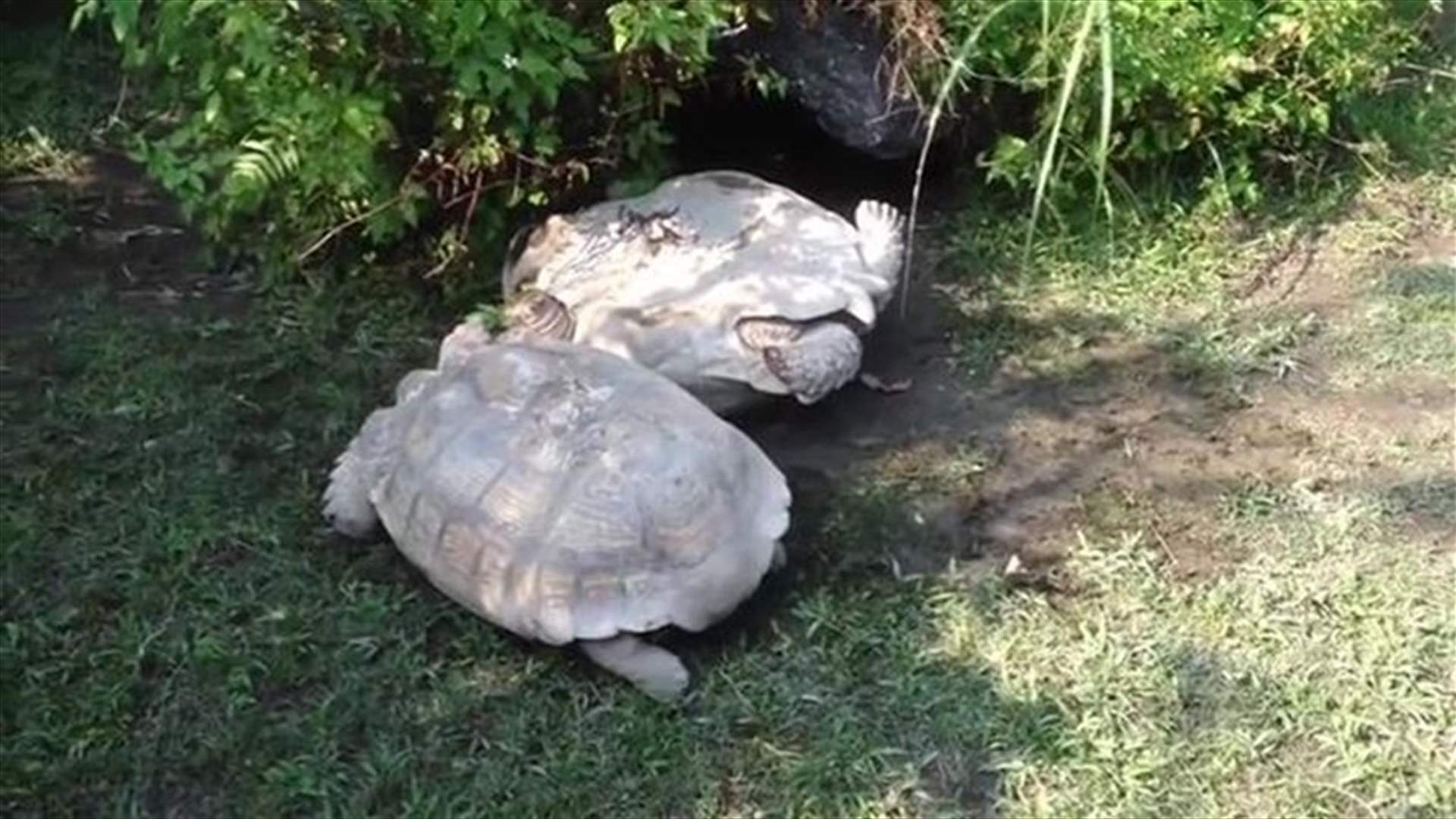 [VIDEO] Good Tortoise Helps A Friend In Need!