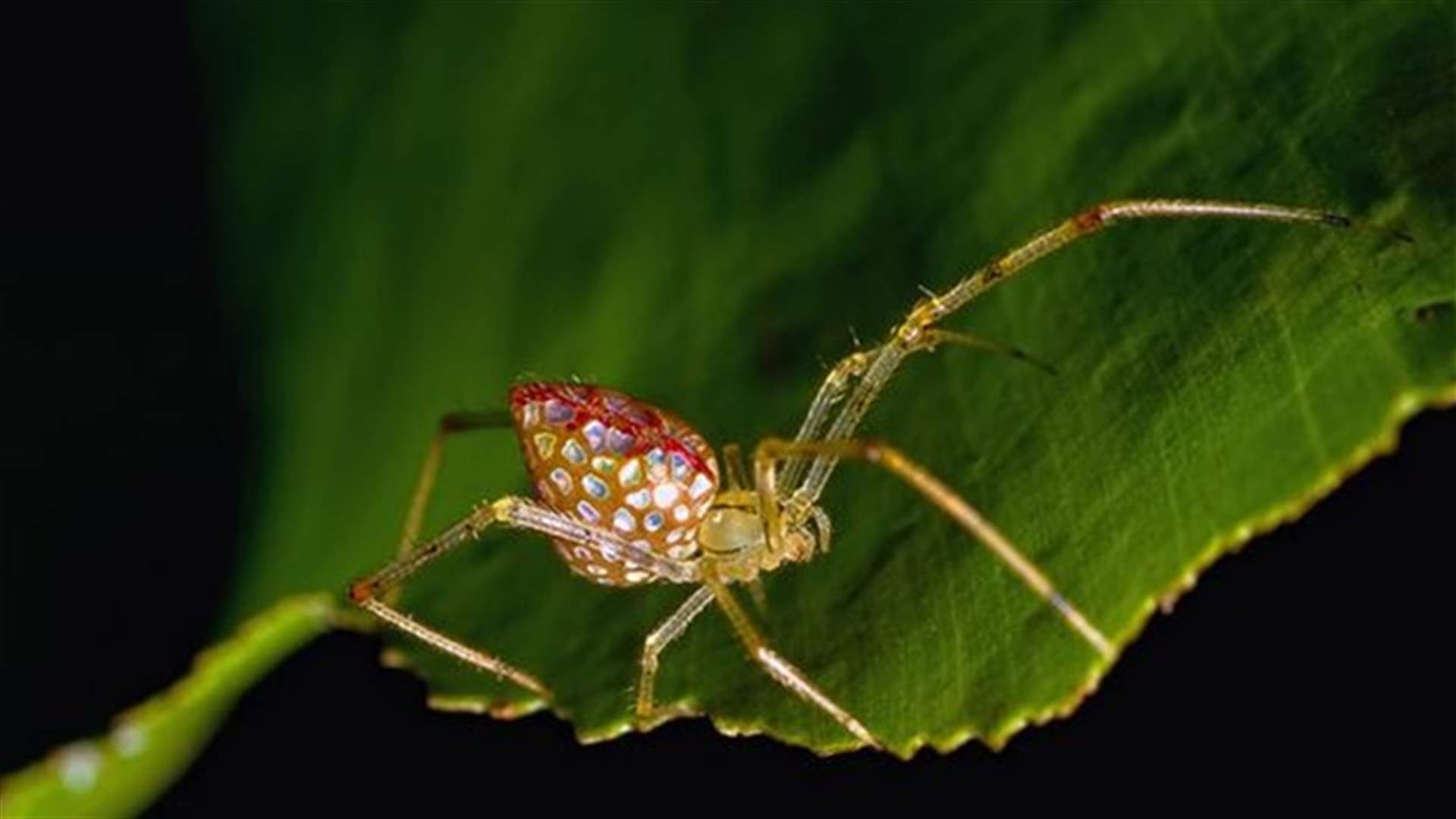 [PHOTOS] These Gorgeous Looking Spiders Will Change Your Mind About Web-Weavers!