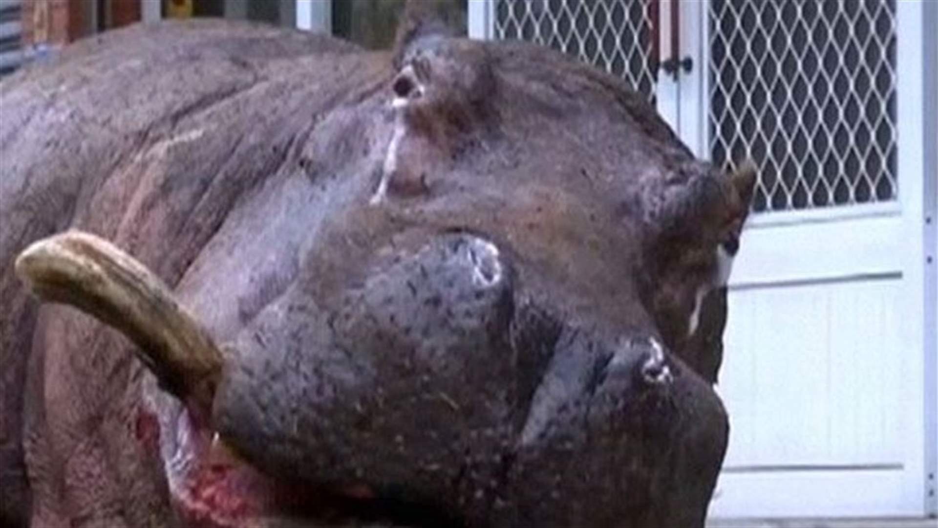 [VIDEO] Heartbreaking Video Shows Hippo Crying After Falling From Moving Truck