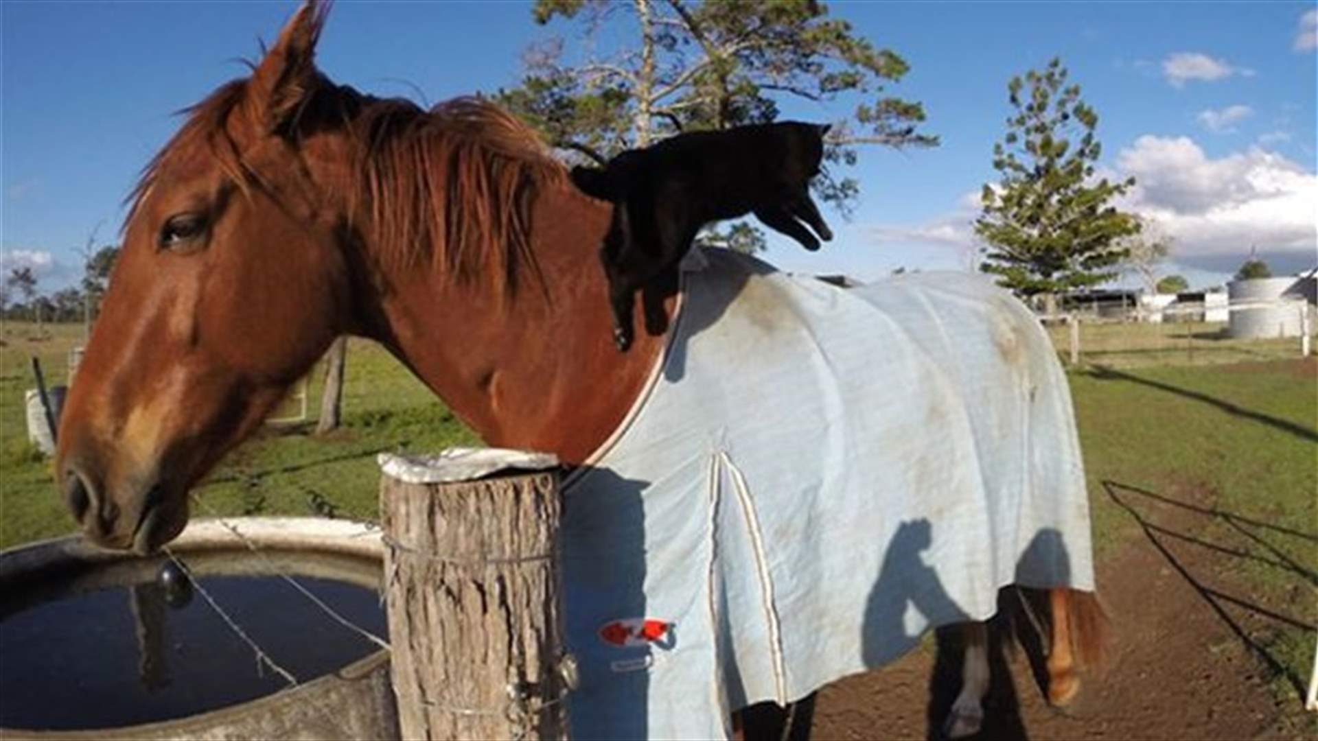 Unusual Friendship Between Cat And Horse