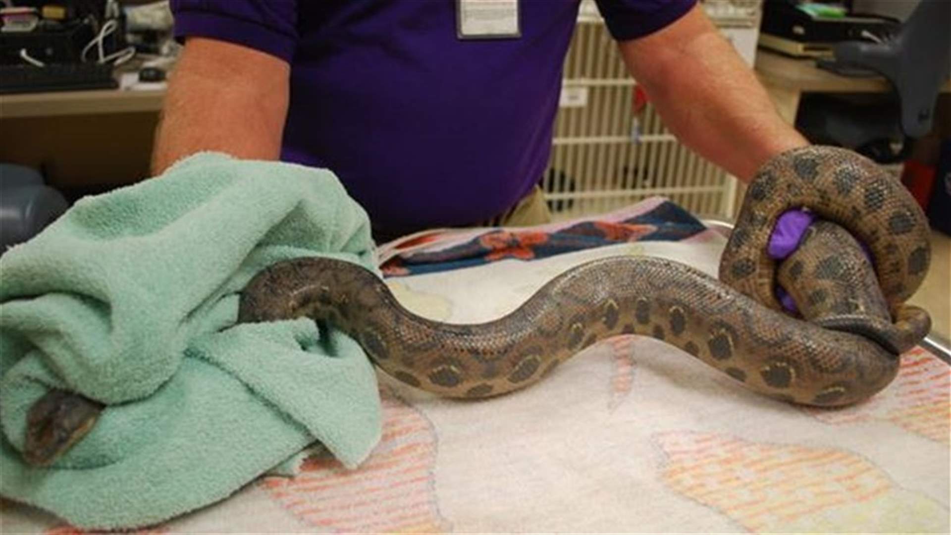 Woman plunging San Diego toilet pulls up 5 1/2-foot snake