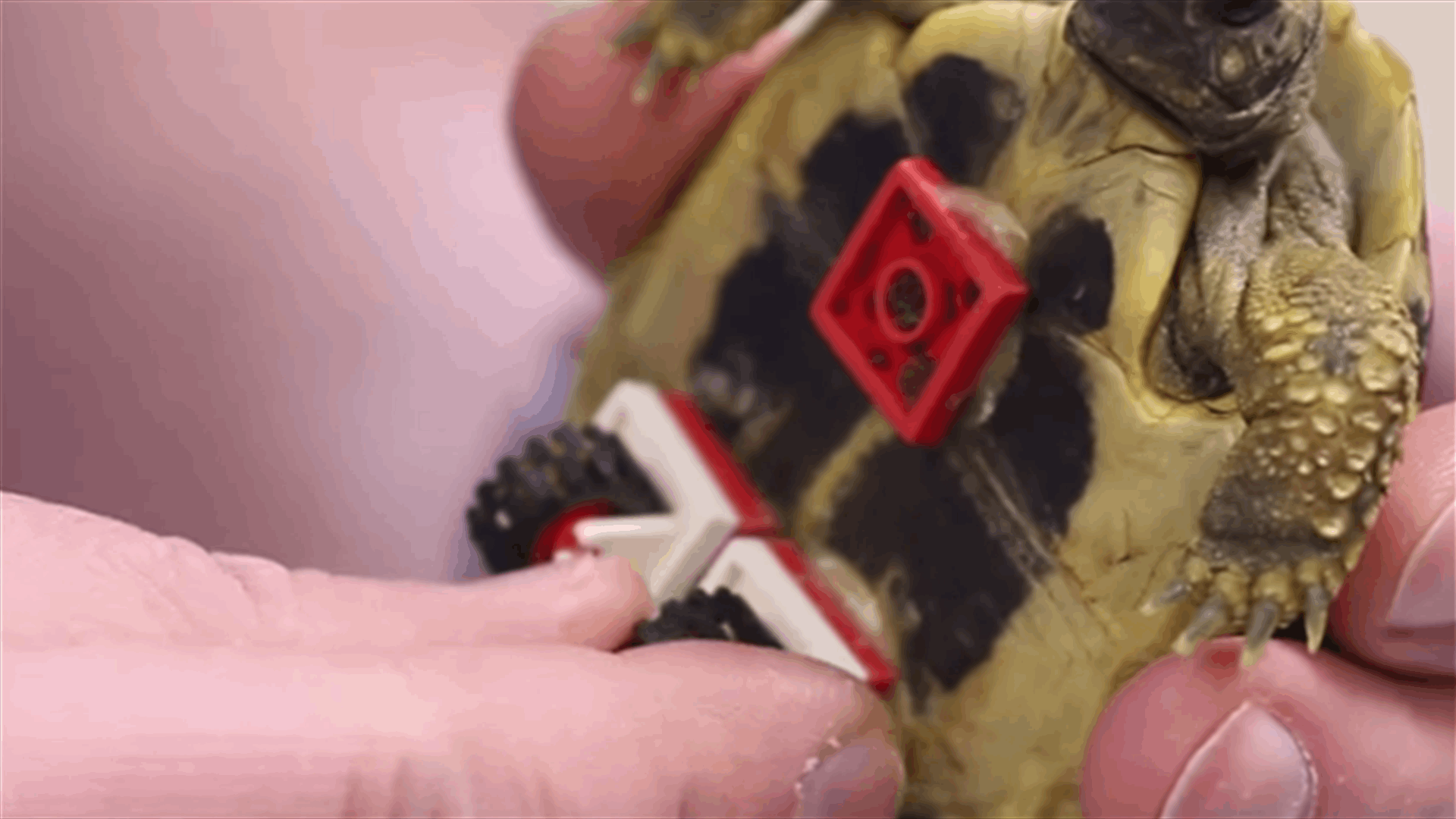 A Turtle On A Wheelchair Is The Cutest Thing You'll See All Day!