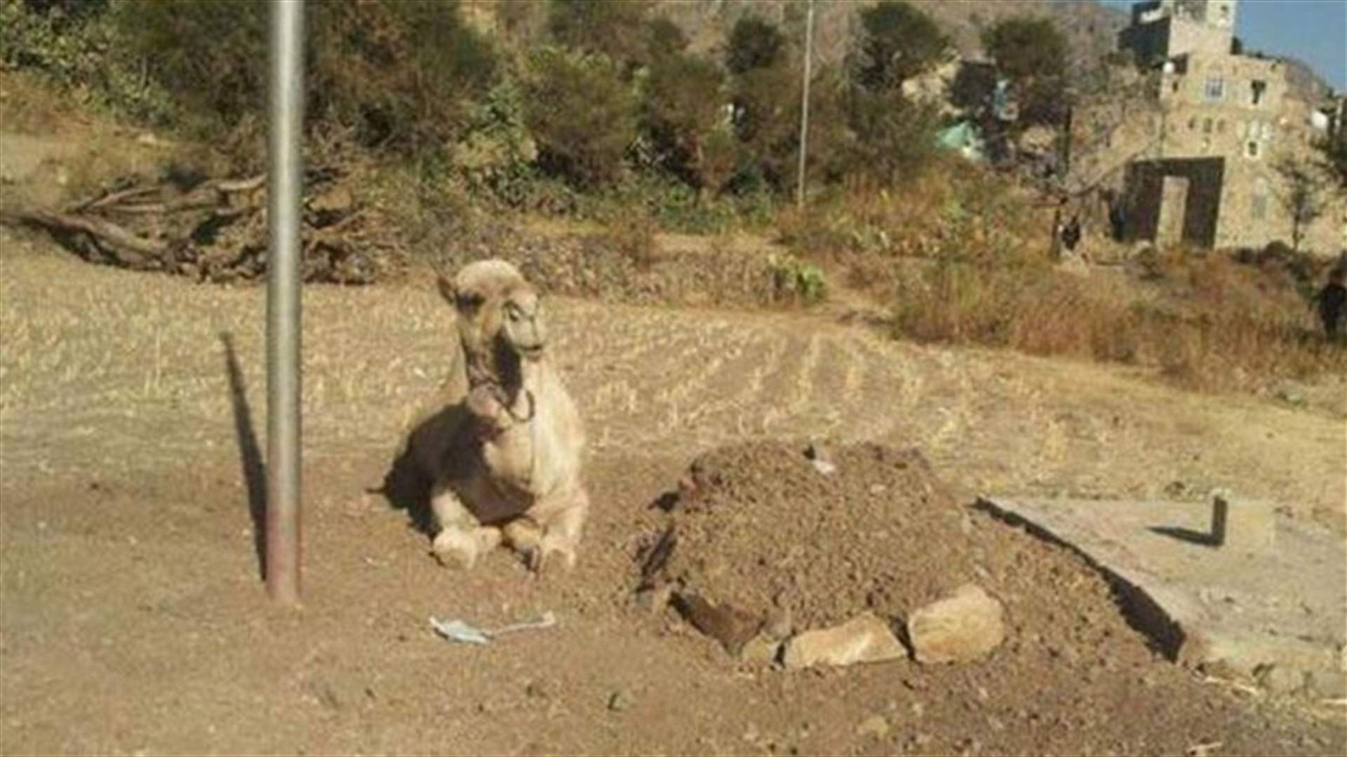 بالصور- جمل يرابط عند قبر صاحبه حزناً