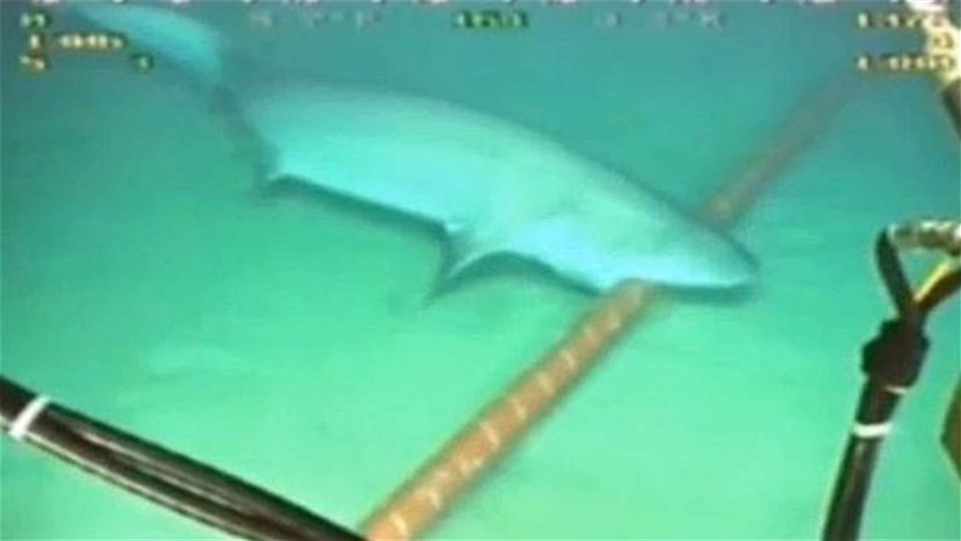 [VIDEO] Sharks Eating Internet Cables In Southeast Asia