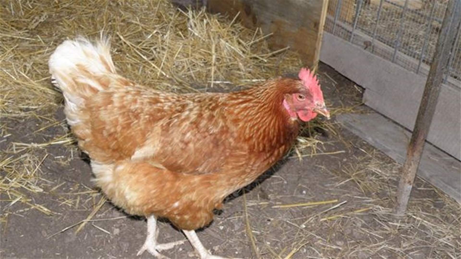 [VIDEO] This Chicken Loves Being Loved! Purrs Like Kitten When Stroked