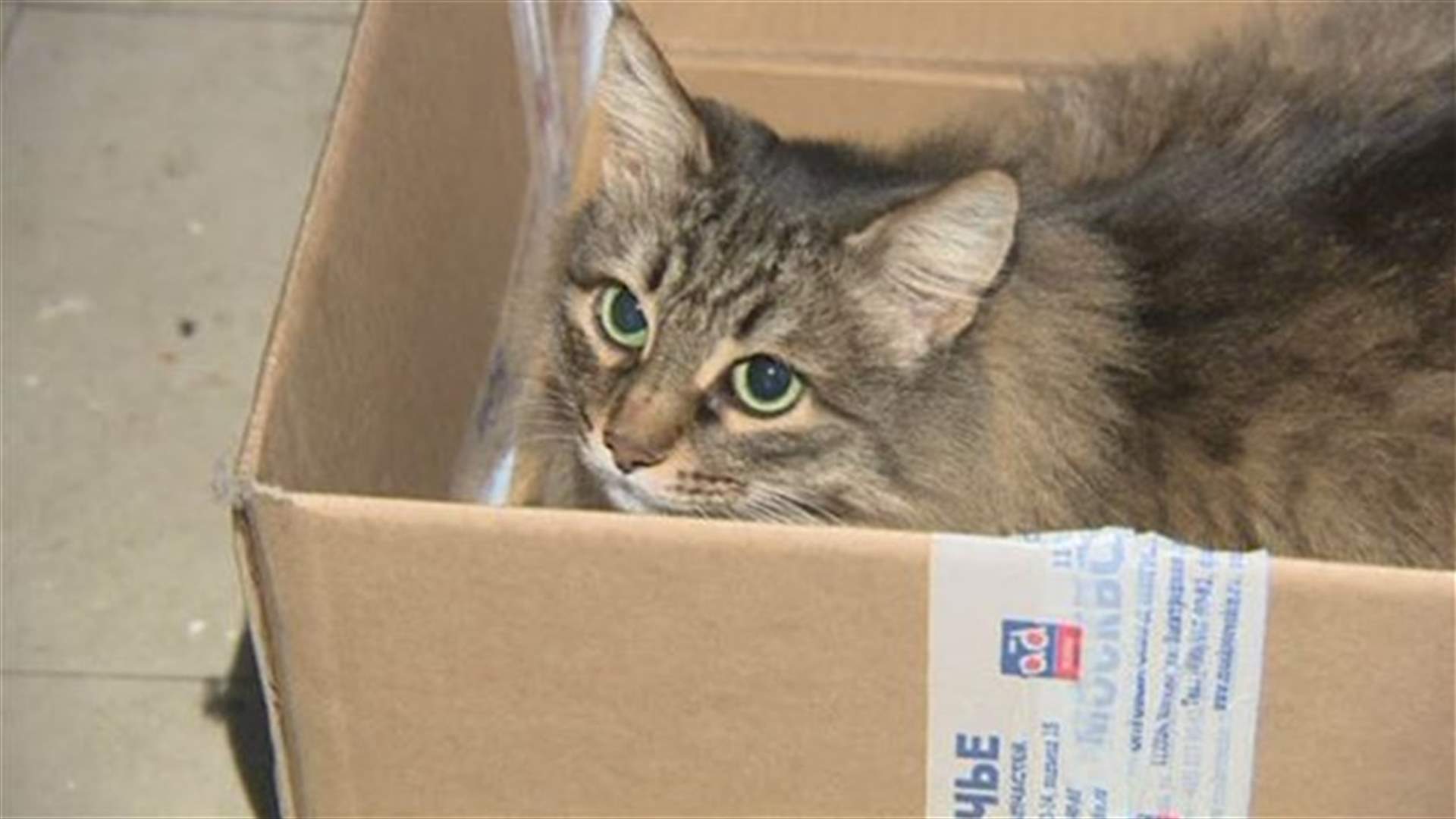 [VIDEO] Cat Adopts Abandoned Baby, Saves His Life! 