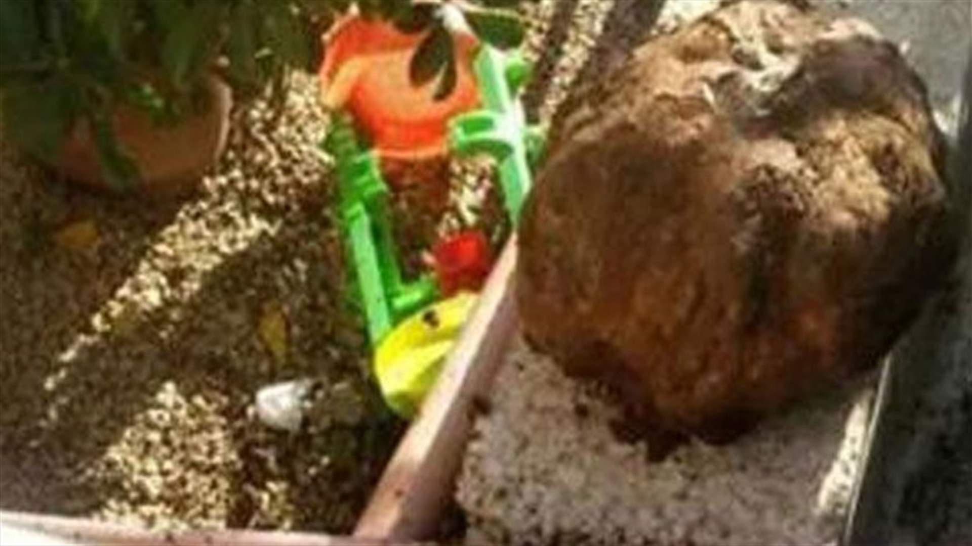 حبة بطاطا عملاقة في عكار
